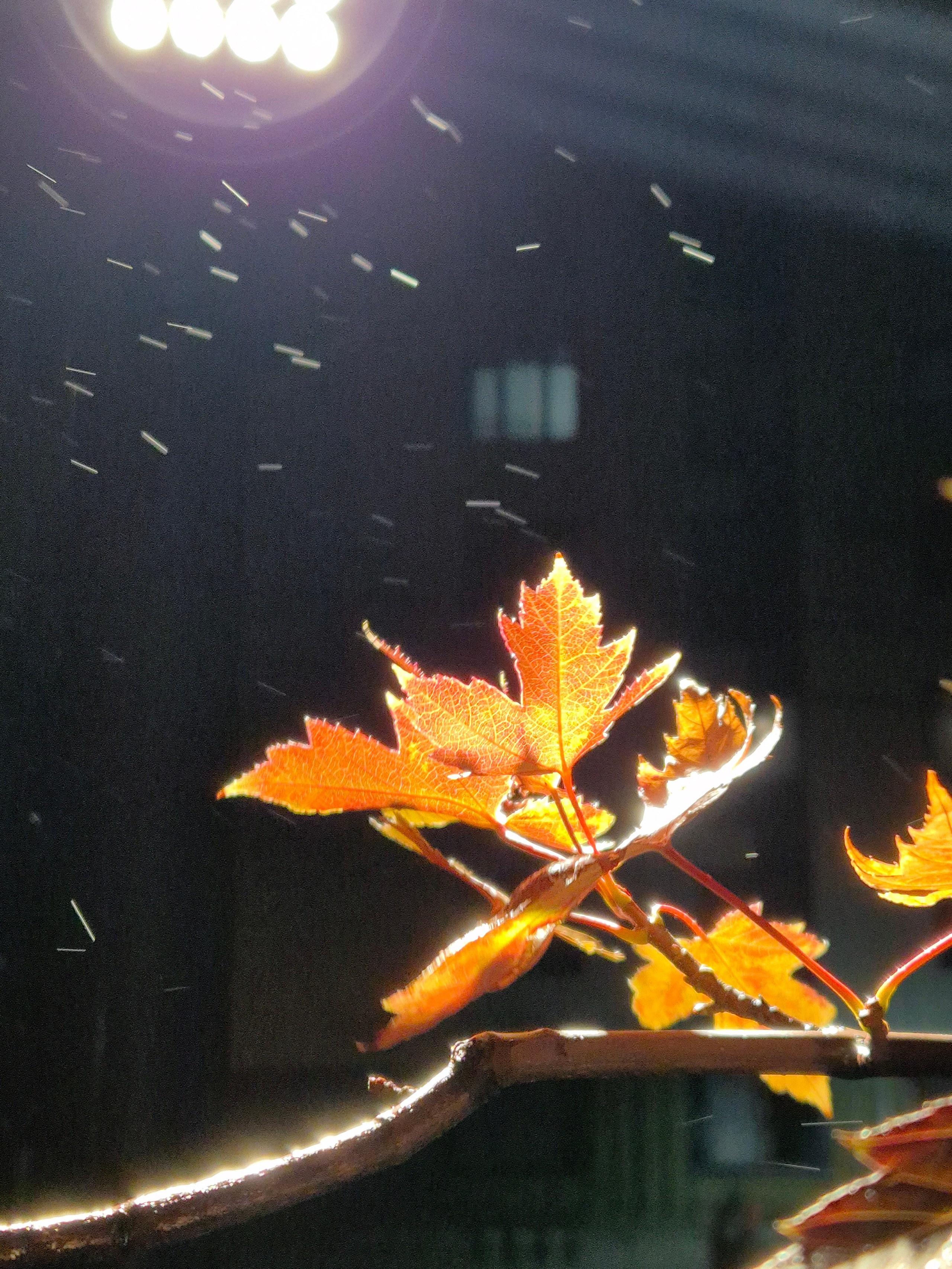 Дождь, ветер