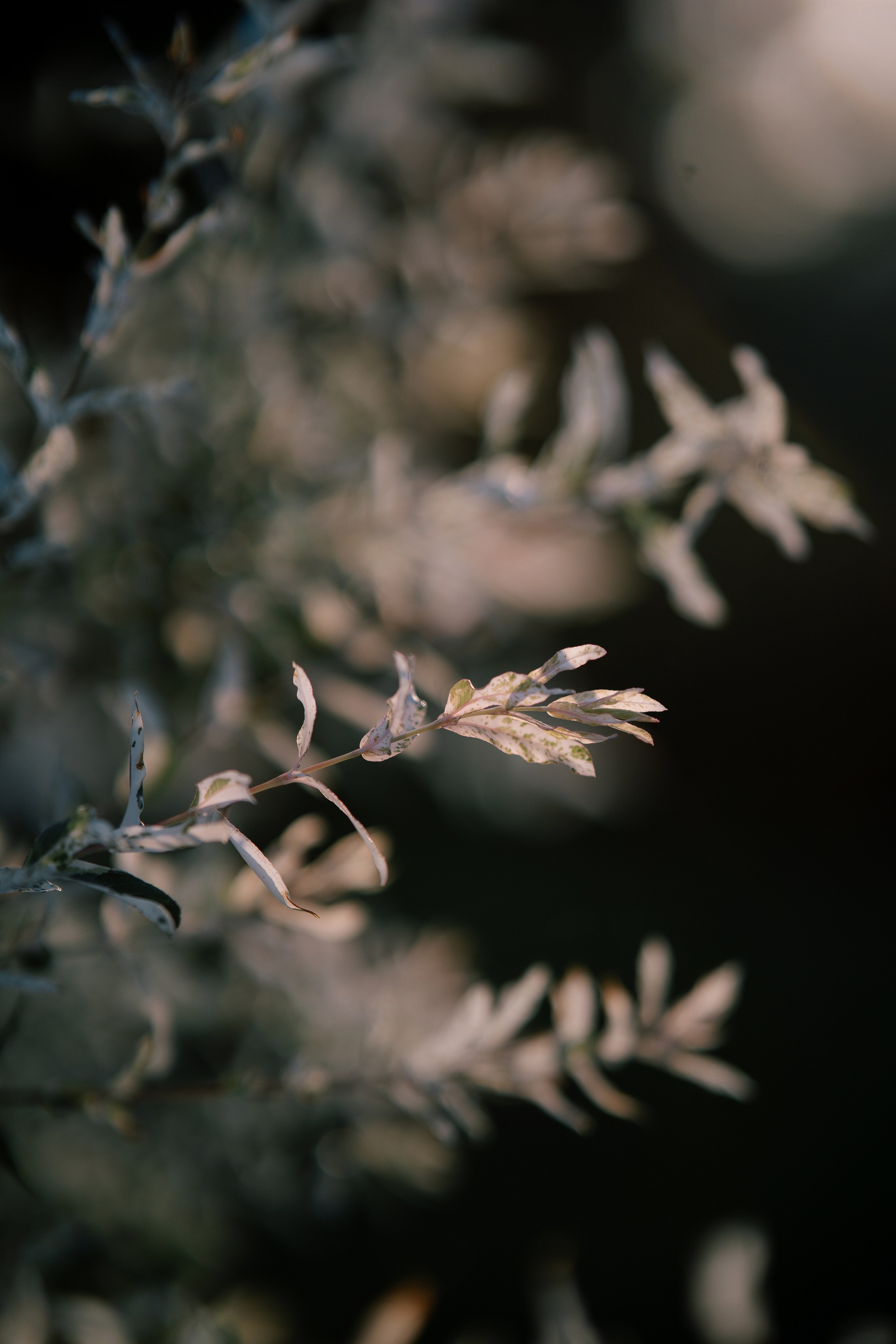 Юля Андрей. Свадебный фотограф Воронеж