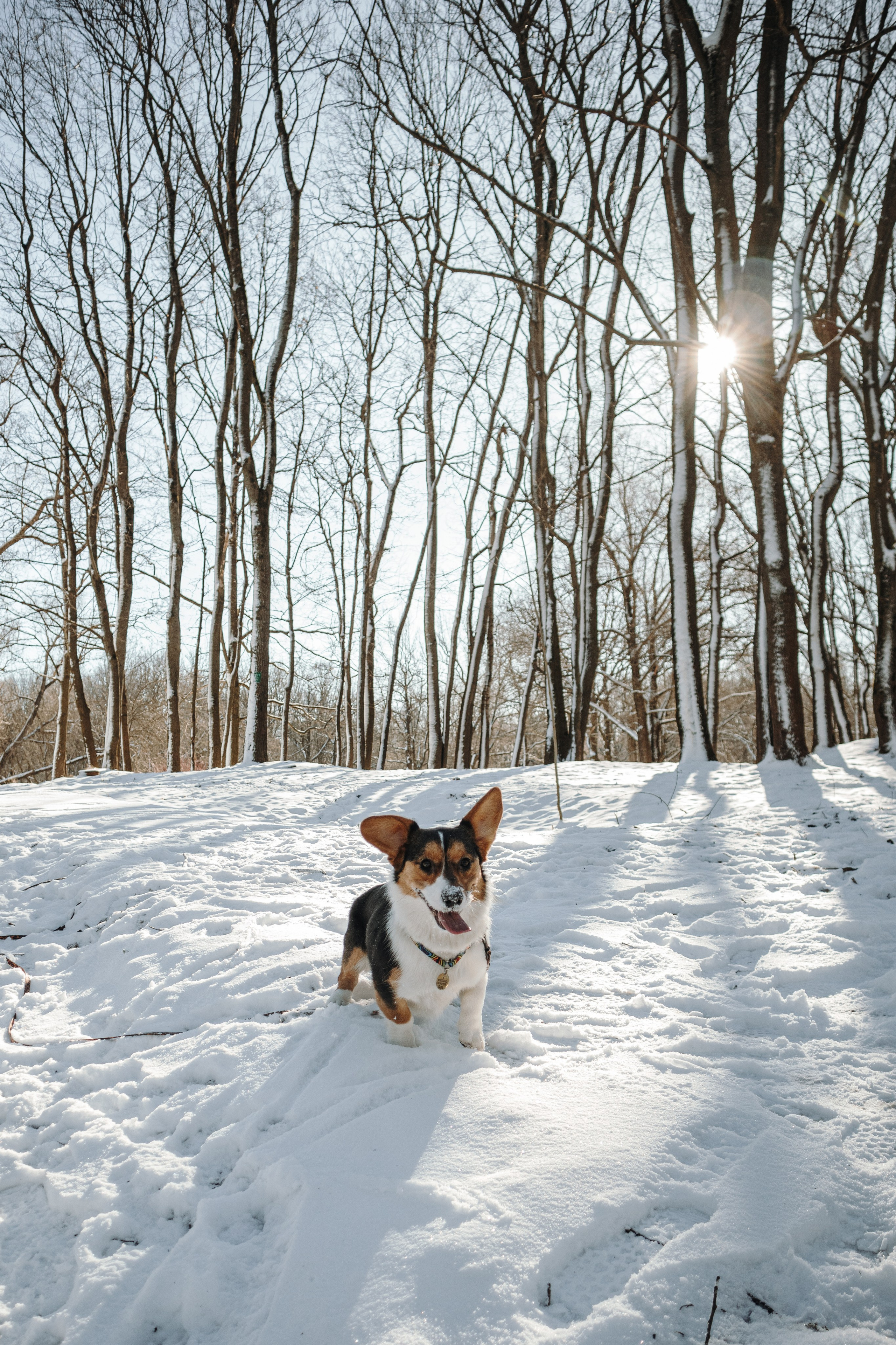 Катя и Дора. Фотограф-анималист в Санкт-Петербурге