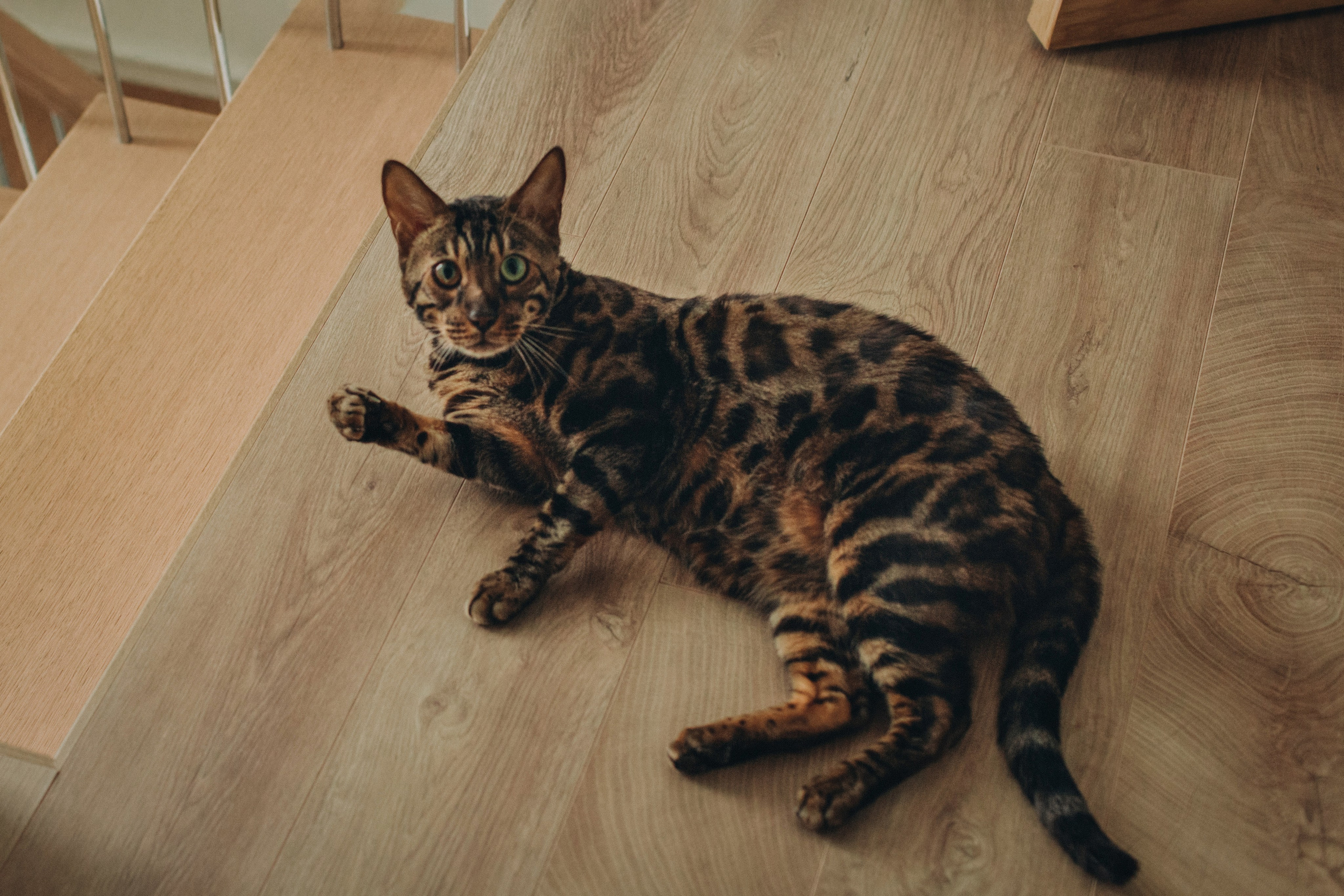 Лев, Мила, Леша. Семейный фотограф Томск