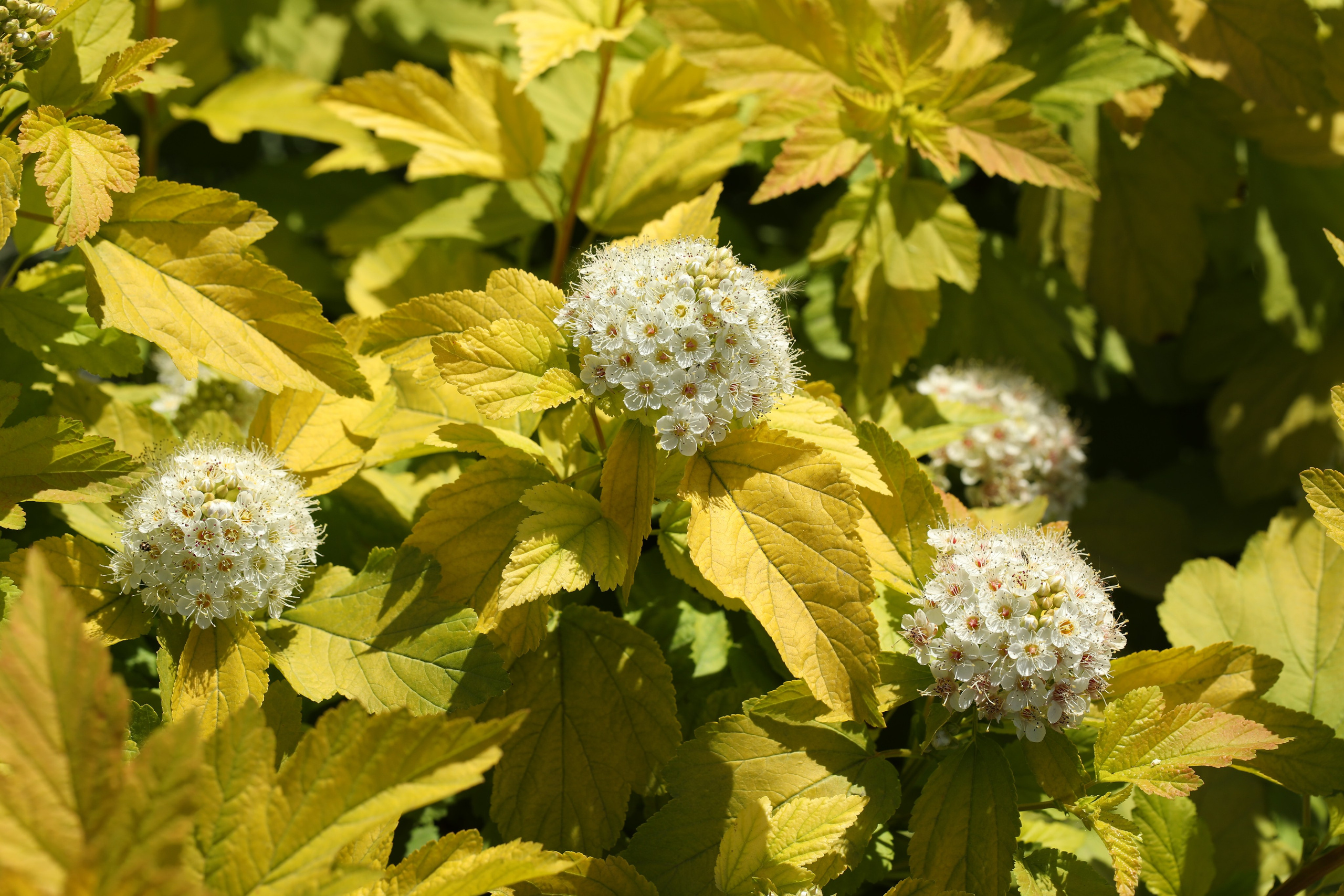 Цветы моего города. Фото-художник и Репортажный фотограф Николаев Александр Алексеевич