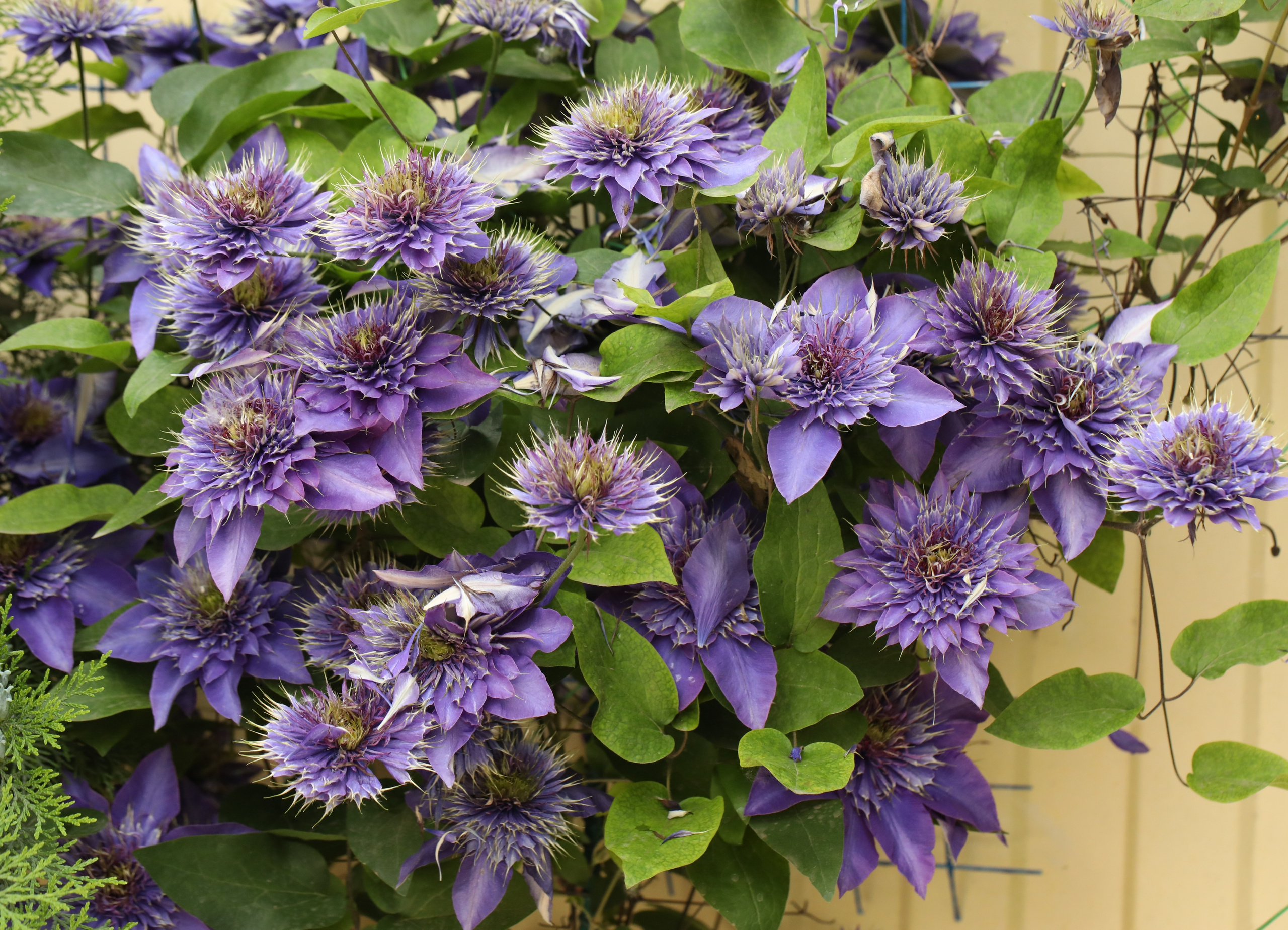 Цветы моего города. Фото-художник и Репортажный фотограф Николаев Александр Алексеевич