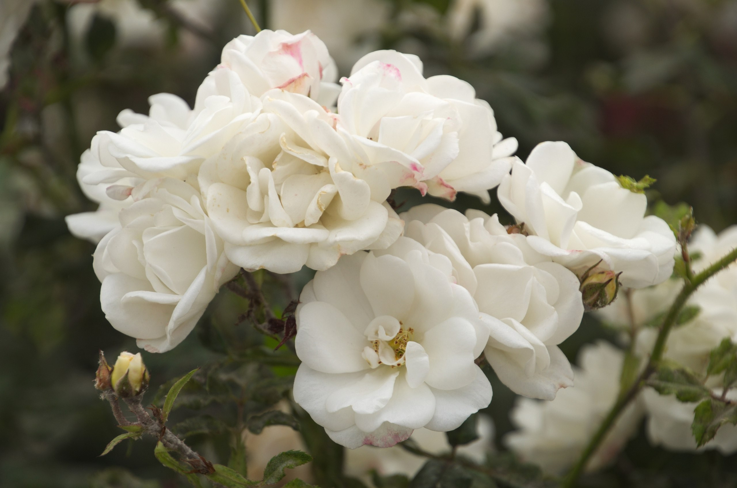 Чечня+Ингушетия | 10-12.06.2017. Галерея Фантим