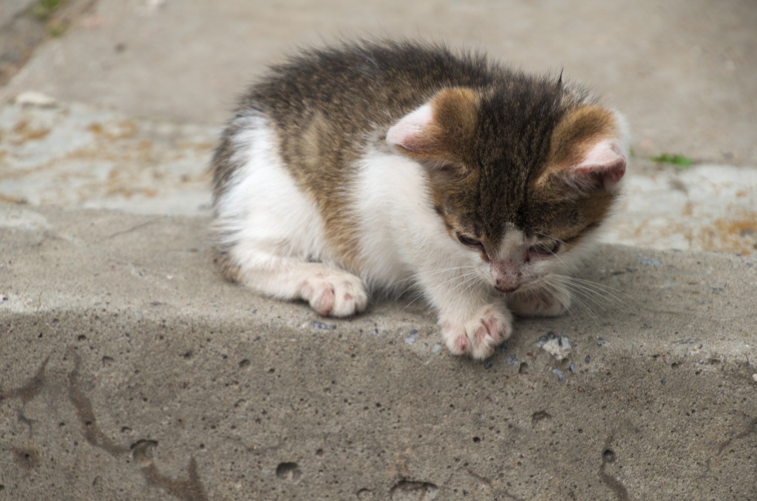 Константиново | 16.07.2017. Галерея Фантим