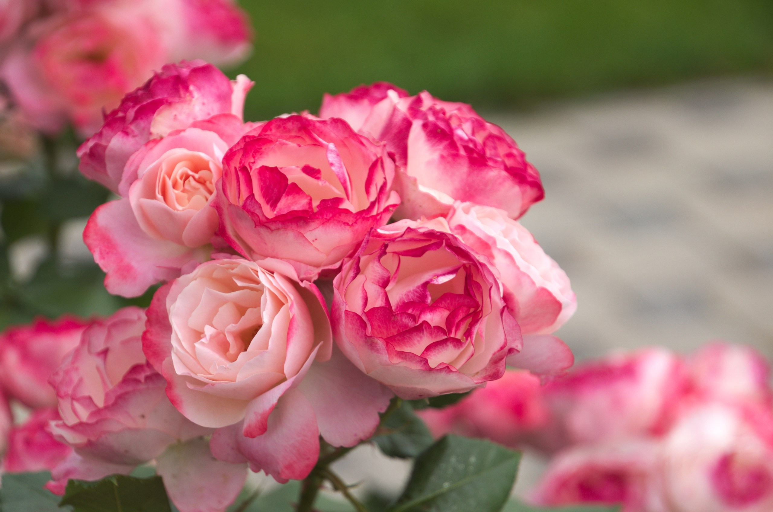 Чечня+Ингушетия | 10-12.06.2017. Галерея Фантим