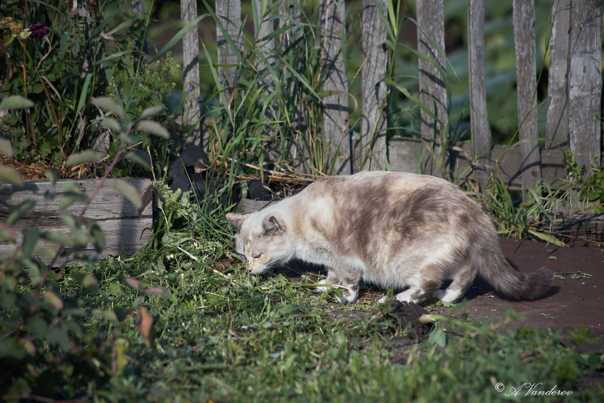 Село Савкино Баганского района Новосибирской области. Фотограф Омск | Александр Вандеров