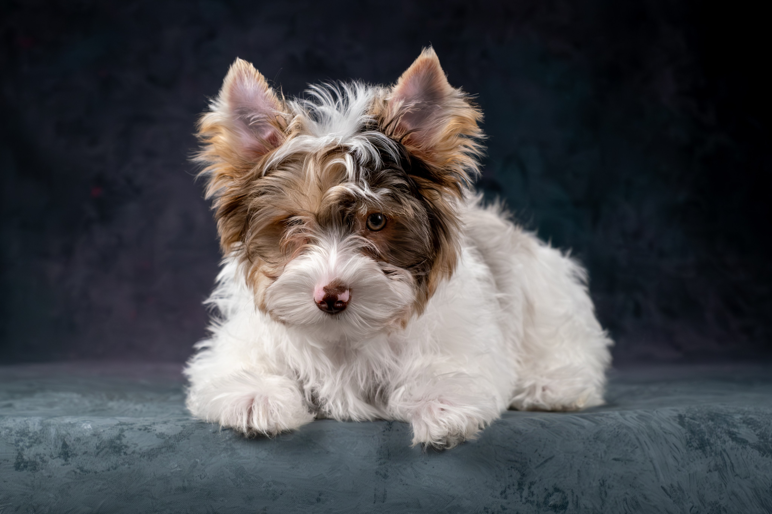 Сказочные биверы для Светланы. Зоофотограф, фотограф животных в Москве и области Дина Дамоцева