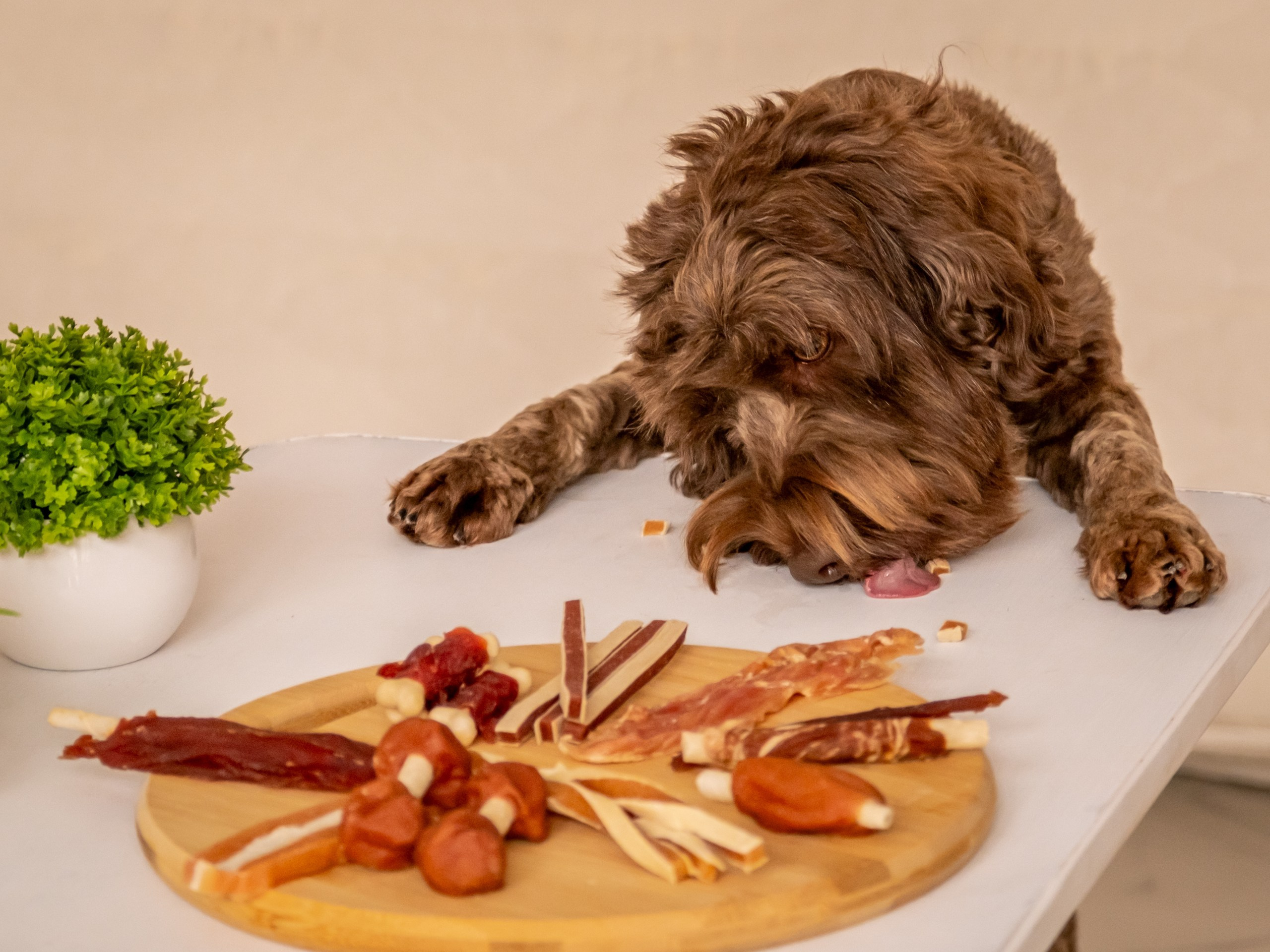 Съёмка для рекламы лакомства для собак (для Марии)!. Зоофотограф, фотограф животных в Москве и области Дина Дамоцева