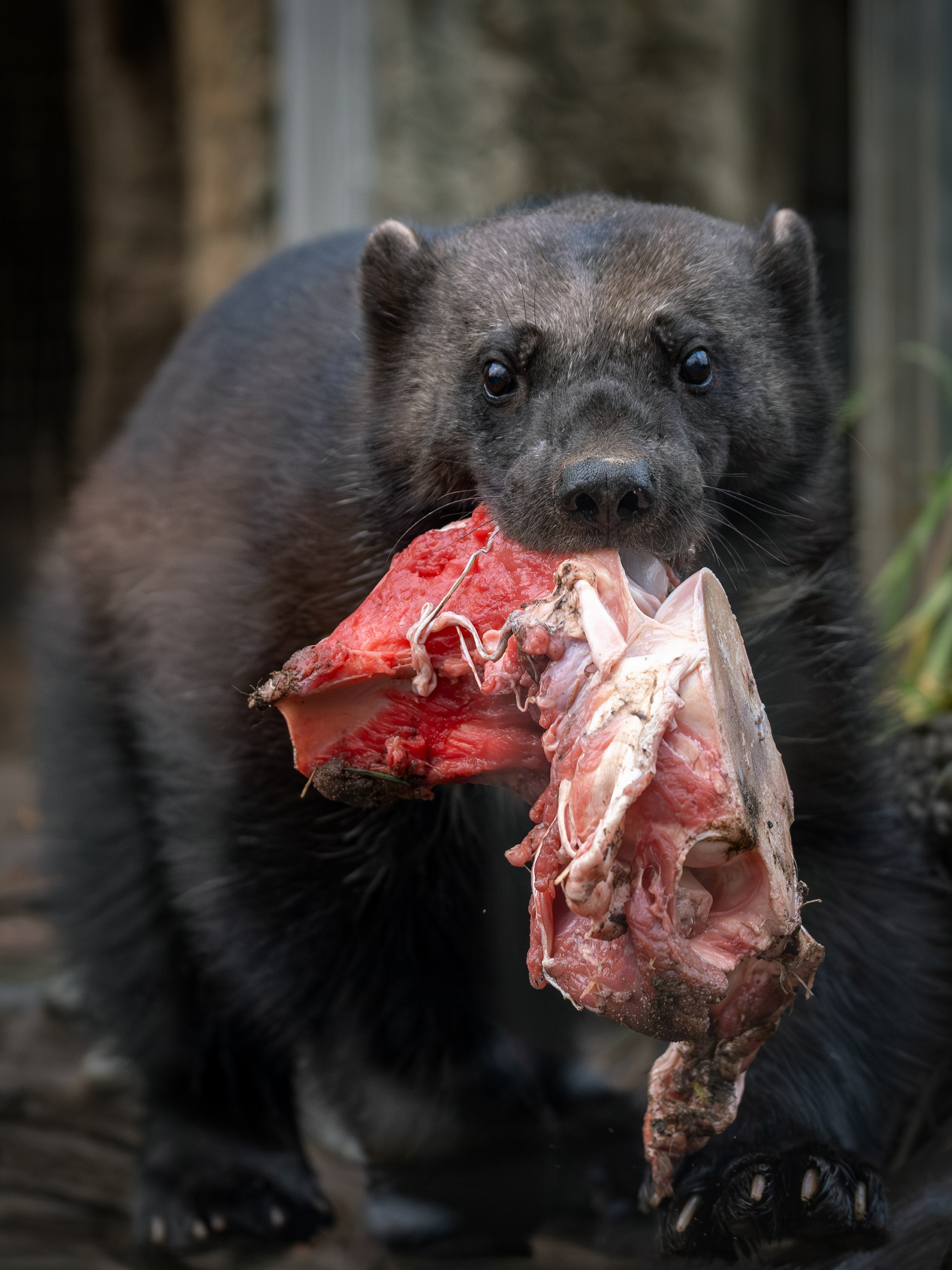 Росомаха Крендель и белый медведь. Зоофотограф, фотограф животных в Москве и области Дина Дамоцева