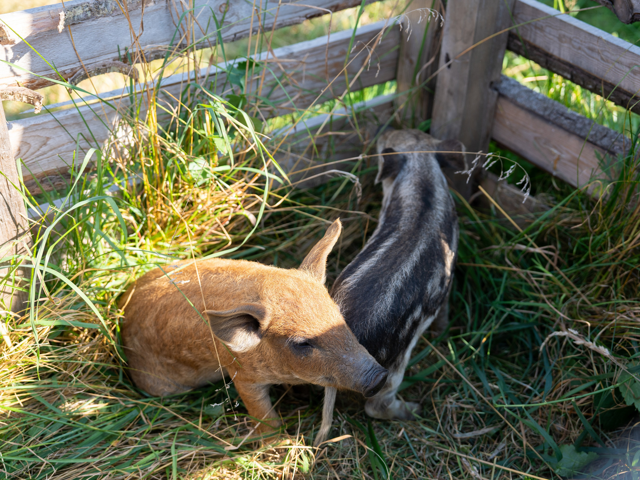 Ярмарка. Фотограф Наталья Сорока Ижевск