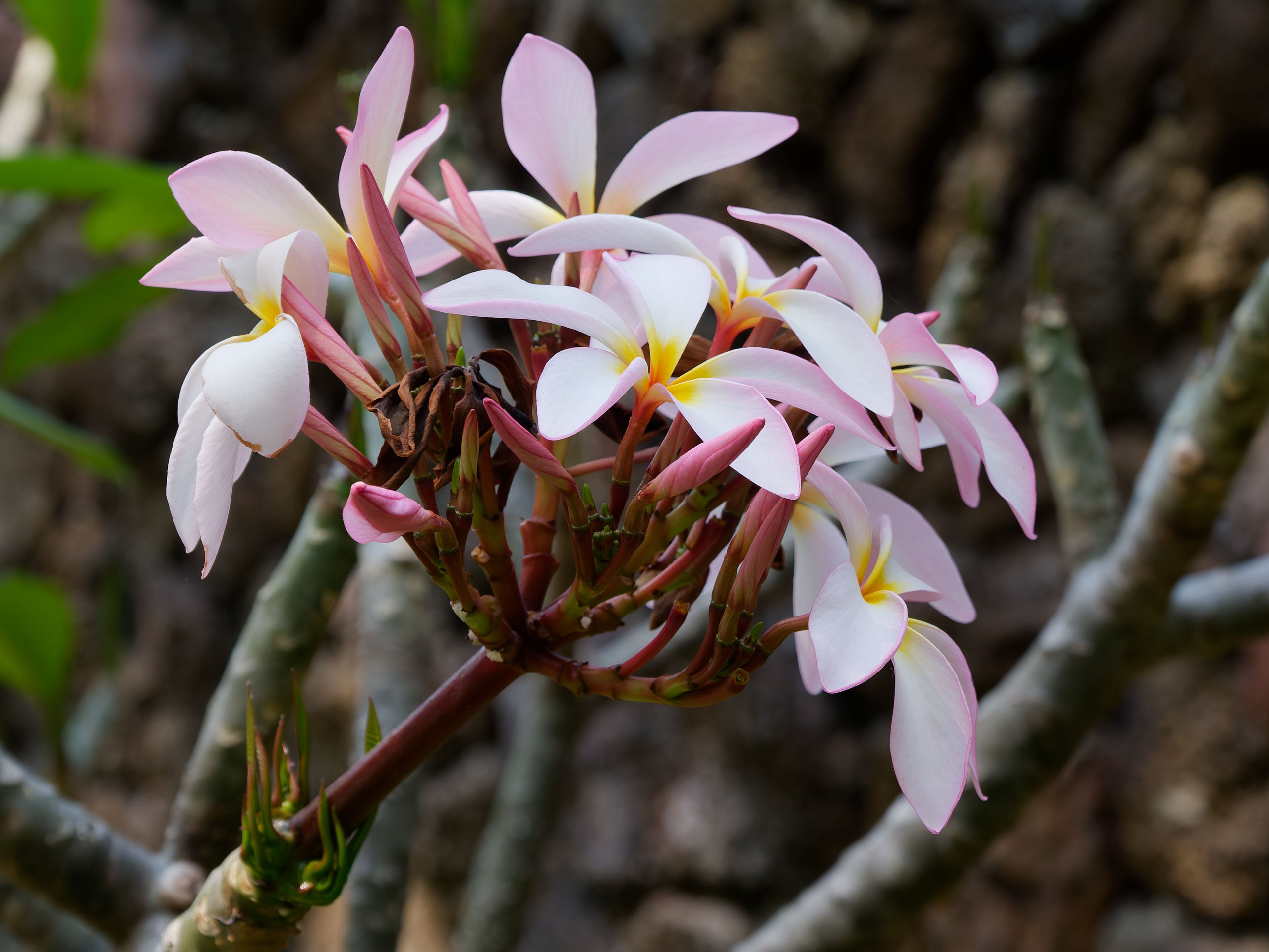 Хайнань 2026, отель «Stony Brook Villa Jianguo Resort Sanya 4*». Фотопрогулки по Миру