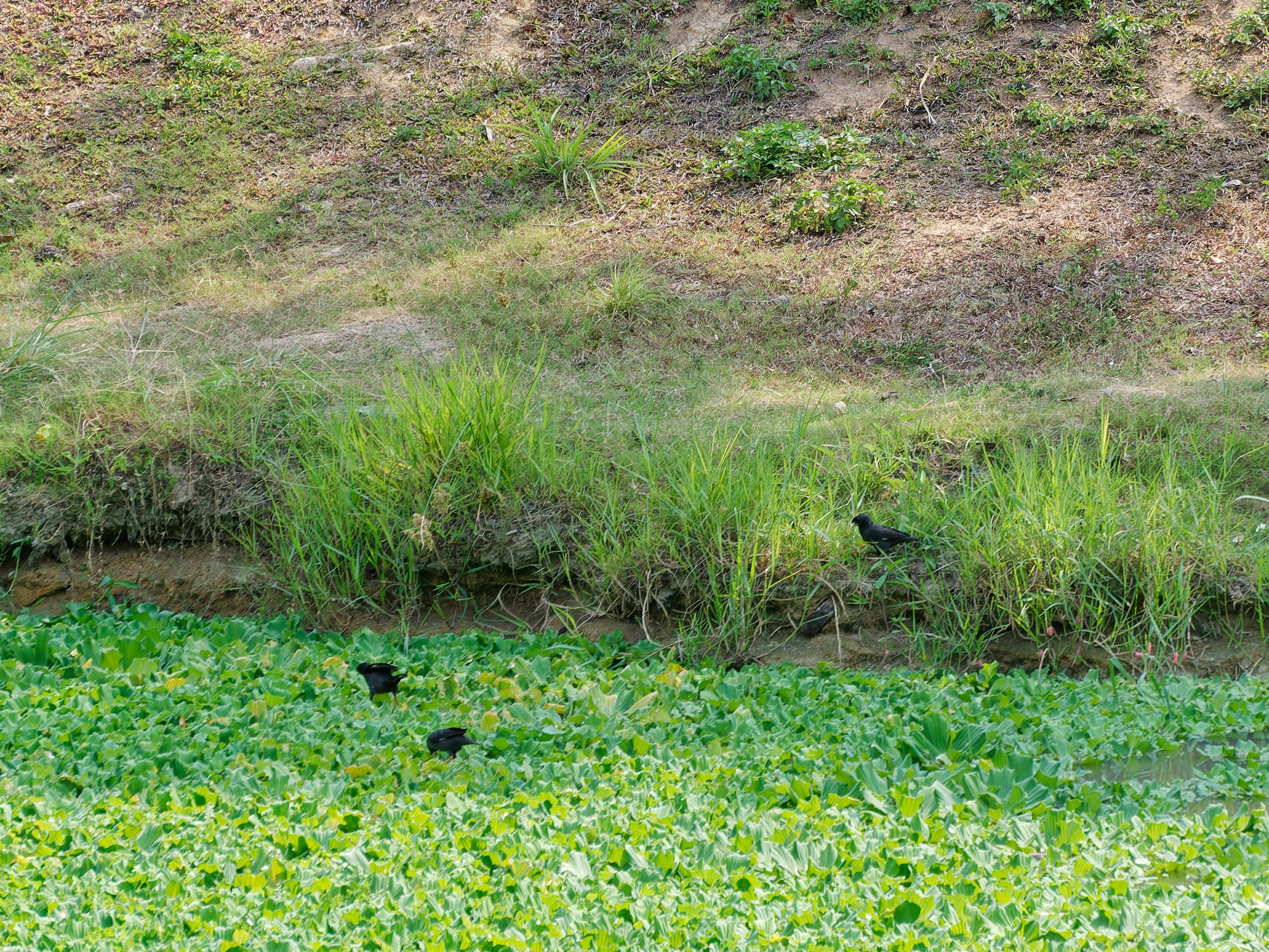 Хайнань 2026, флора, цветы и деревья. Фотопрогулки по Миру
