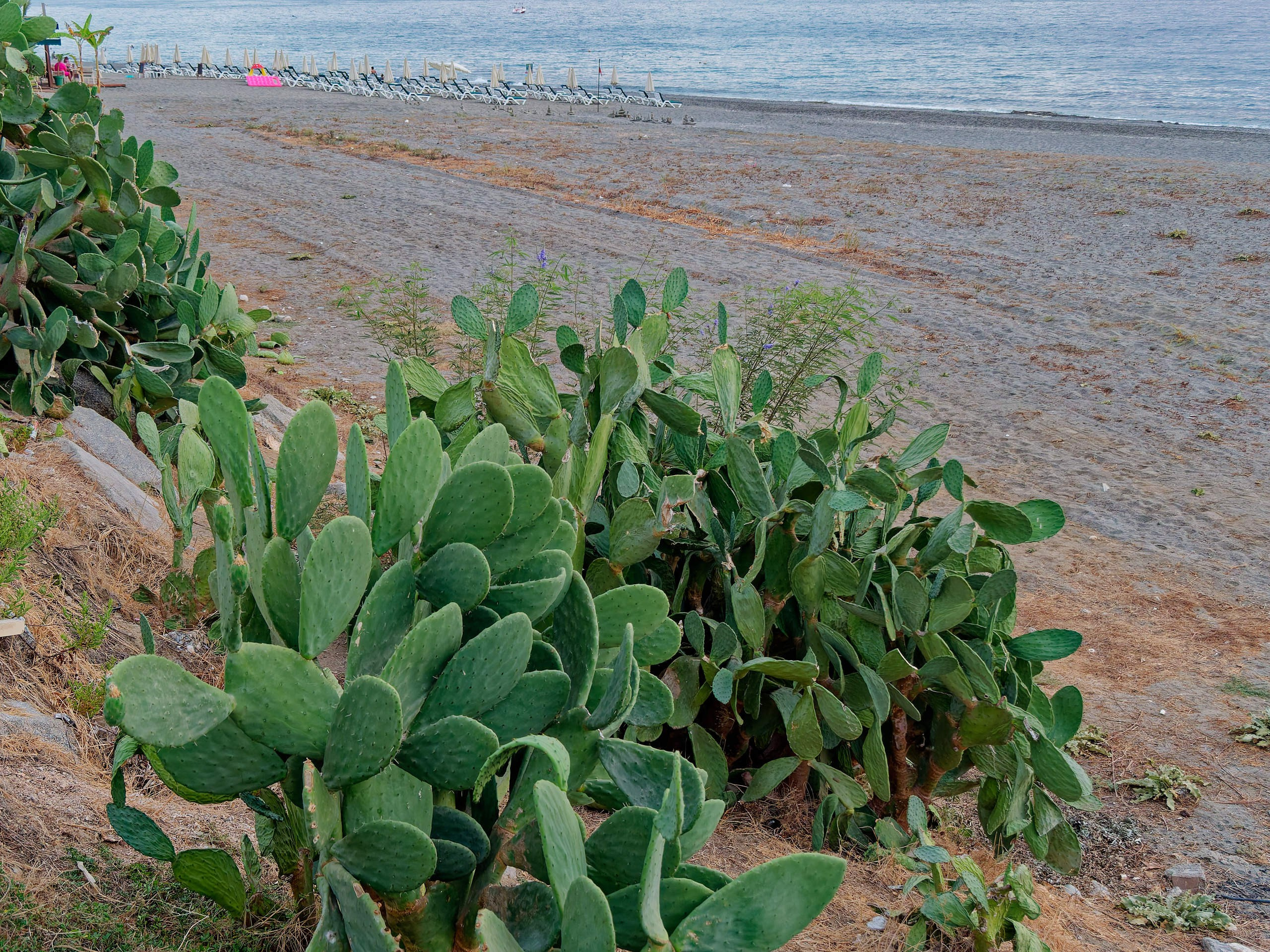 Алания 2025, Махмутлар, городские пейзажи. Избранные фотографии