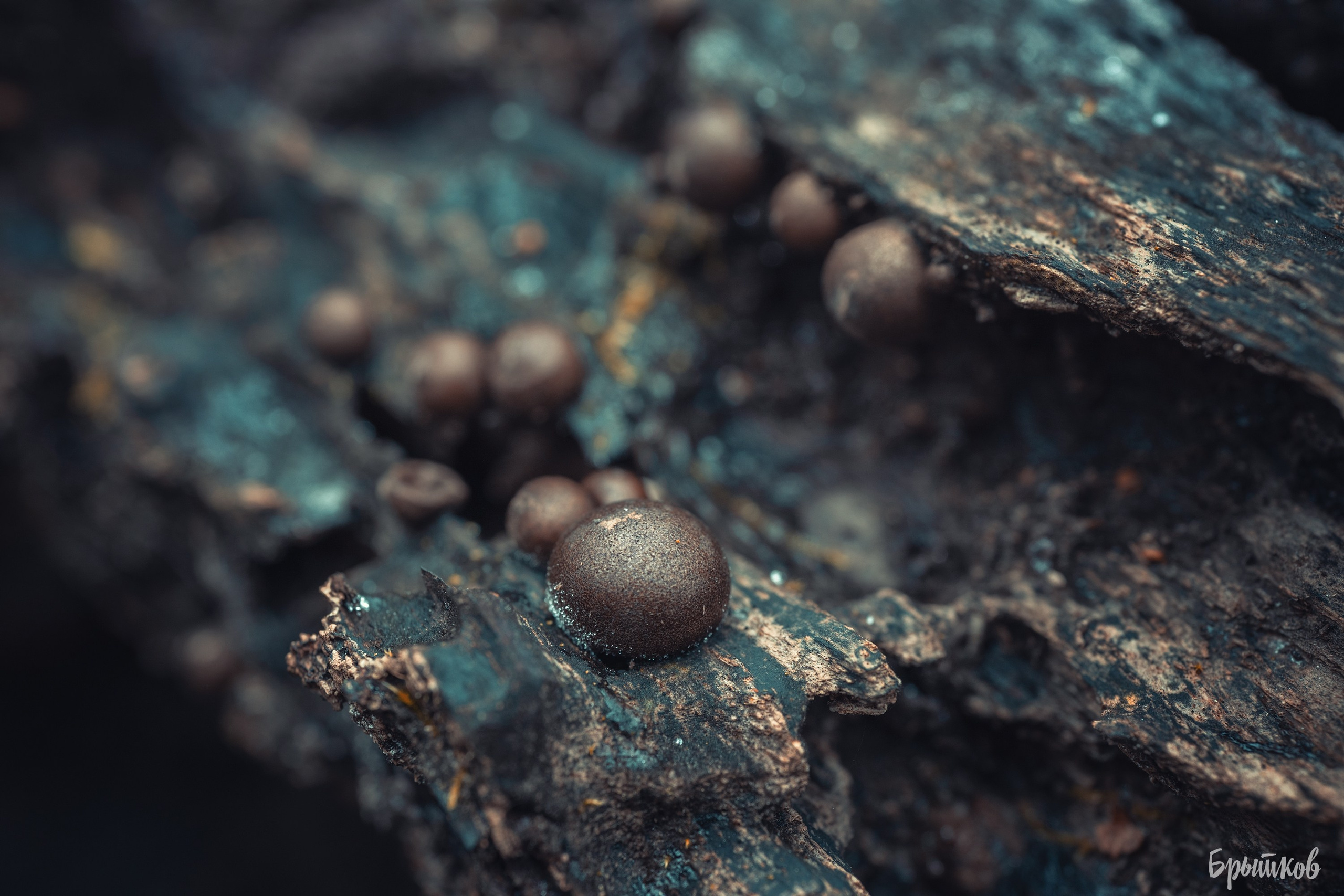 Макрофото. Николай Брытков — фотограф в Туле