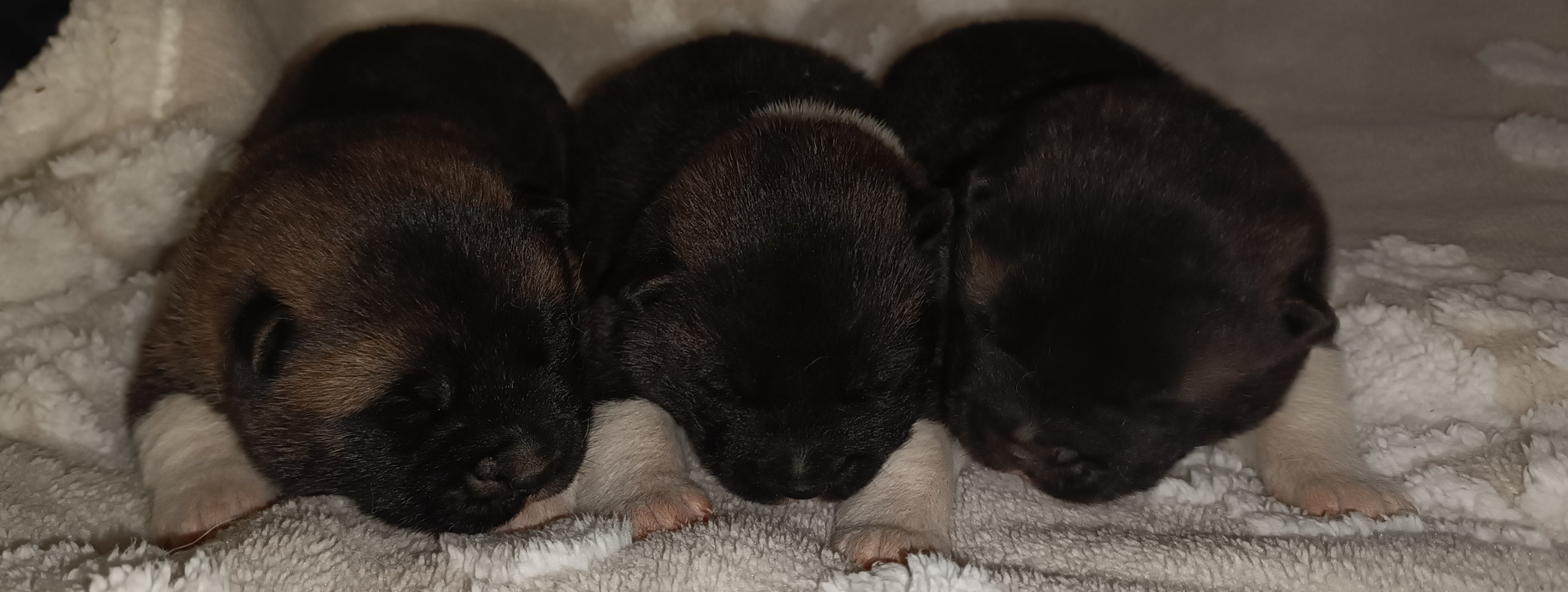 Американская акита  щенки питомник Санкт-Петербург клубные щенки Американская акита питомник RUBYLIGHT Рубилайт купить щенка американской акиты