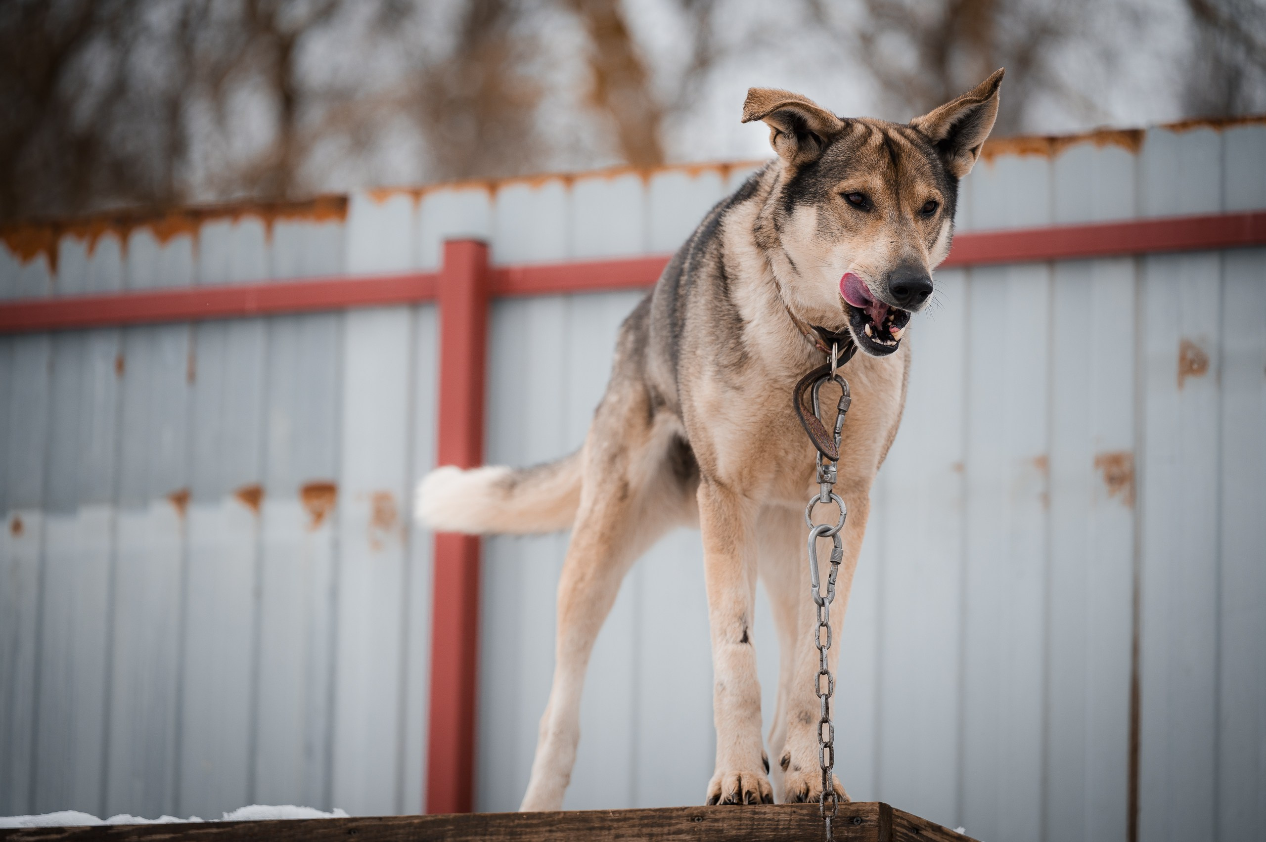 Харди. Улыбка собаки — спасение и пристройство бездомных собак