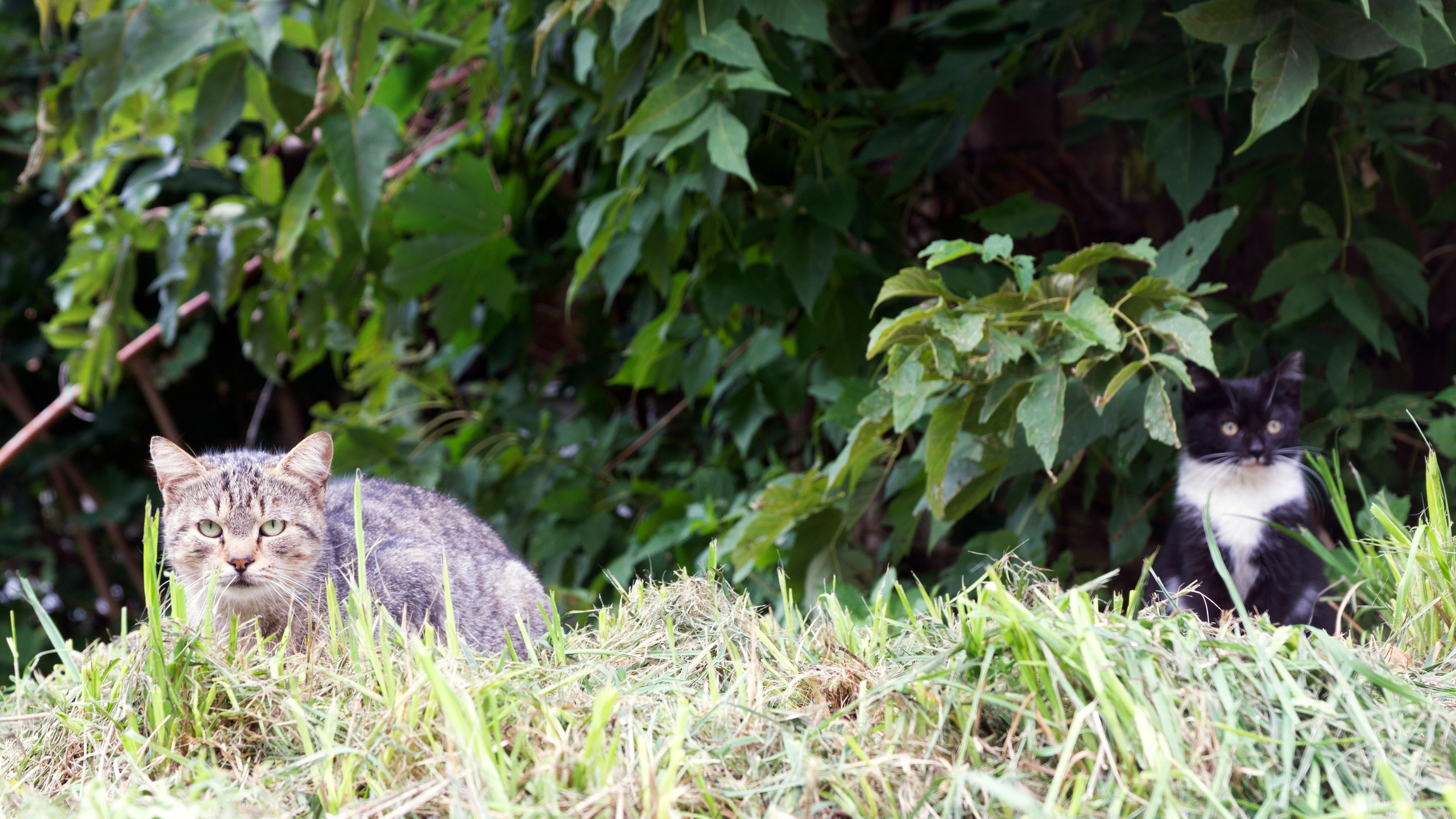 Вильнюс. Фотограф-путешественник Самойлов Максим «Sly Fox»