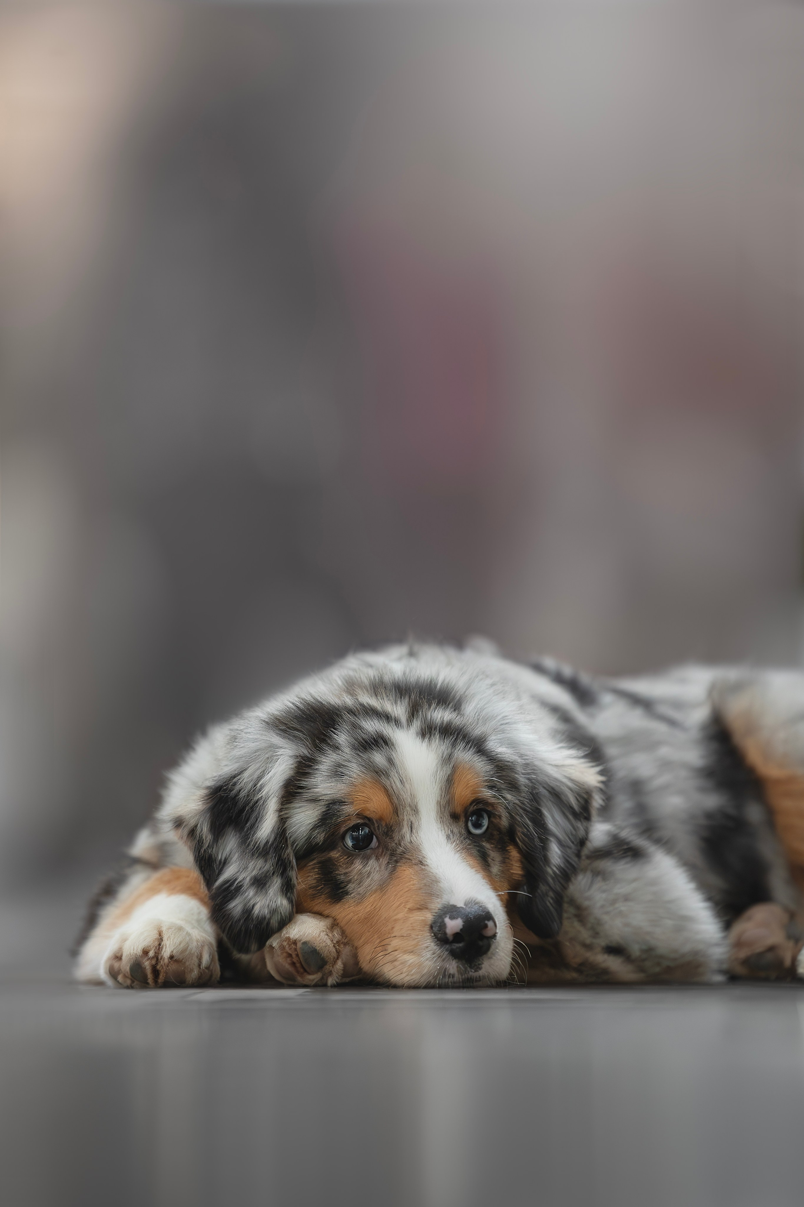 Евразия 2023. Фотограф анималист в Москве Майорова Евгения