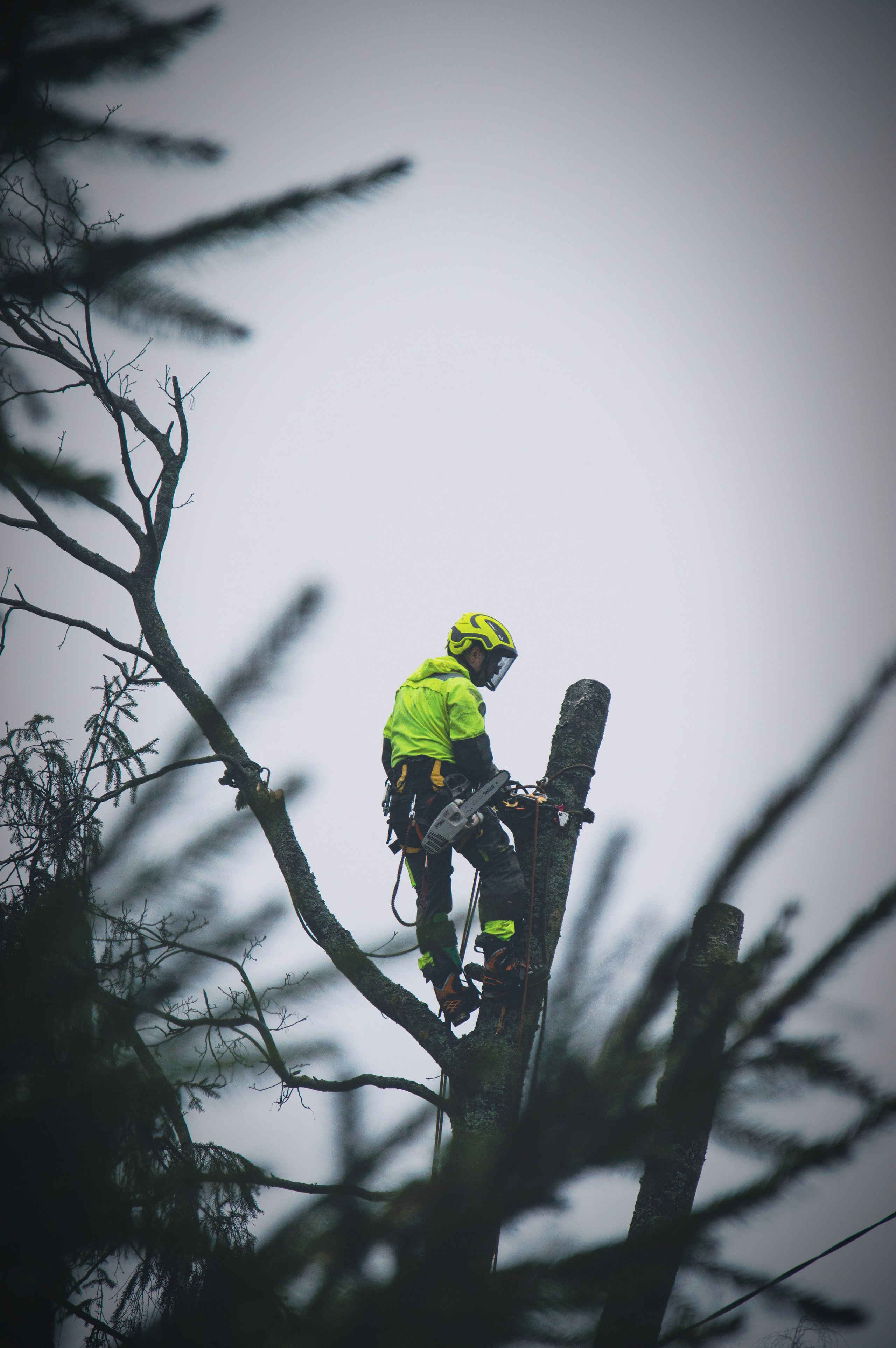 Спил деревьев. Аrbori Culturist