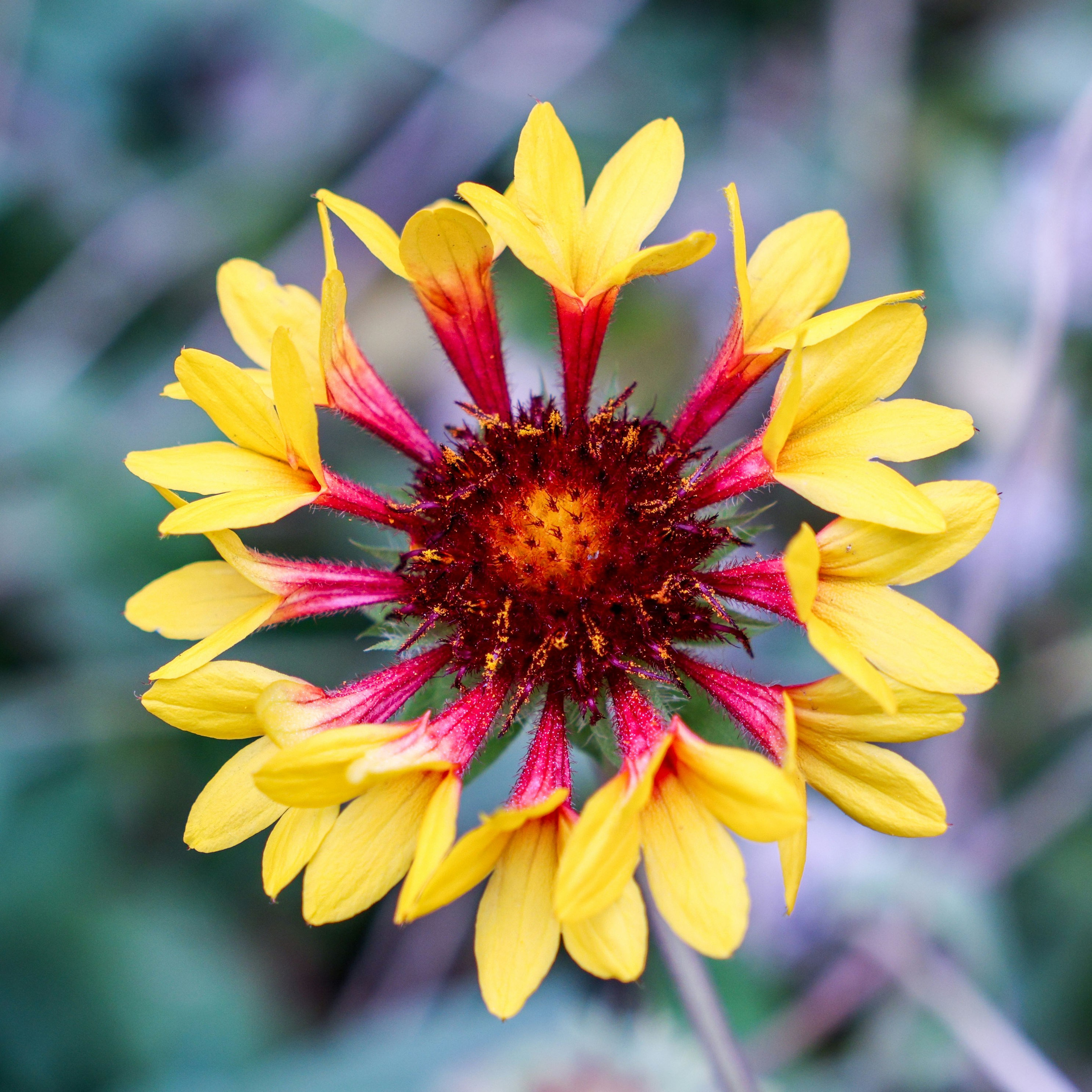 Цветочки-лепесточки. Фотограф Дмитрий Алексеев
