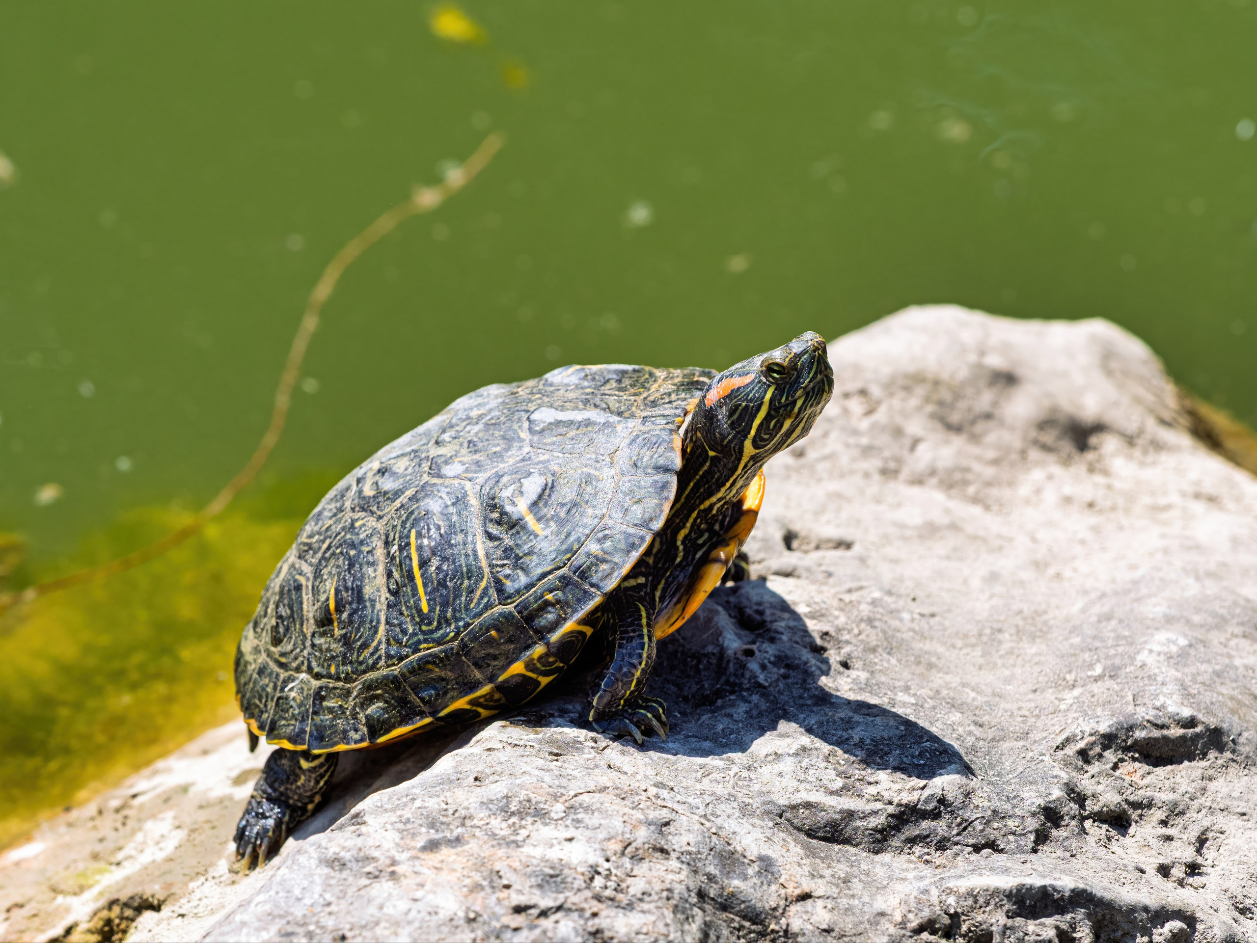 Крым, Утес, 2021 год. Фотограф Никифоров-Гордеев Сергей. Москва и МО