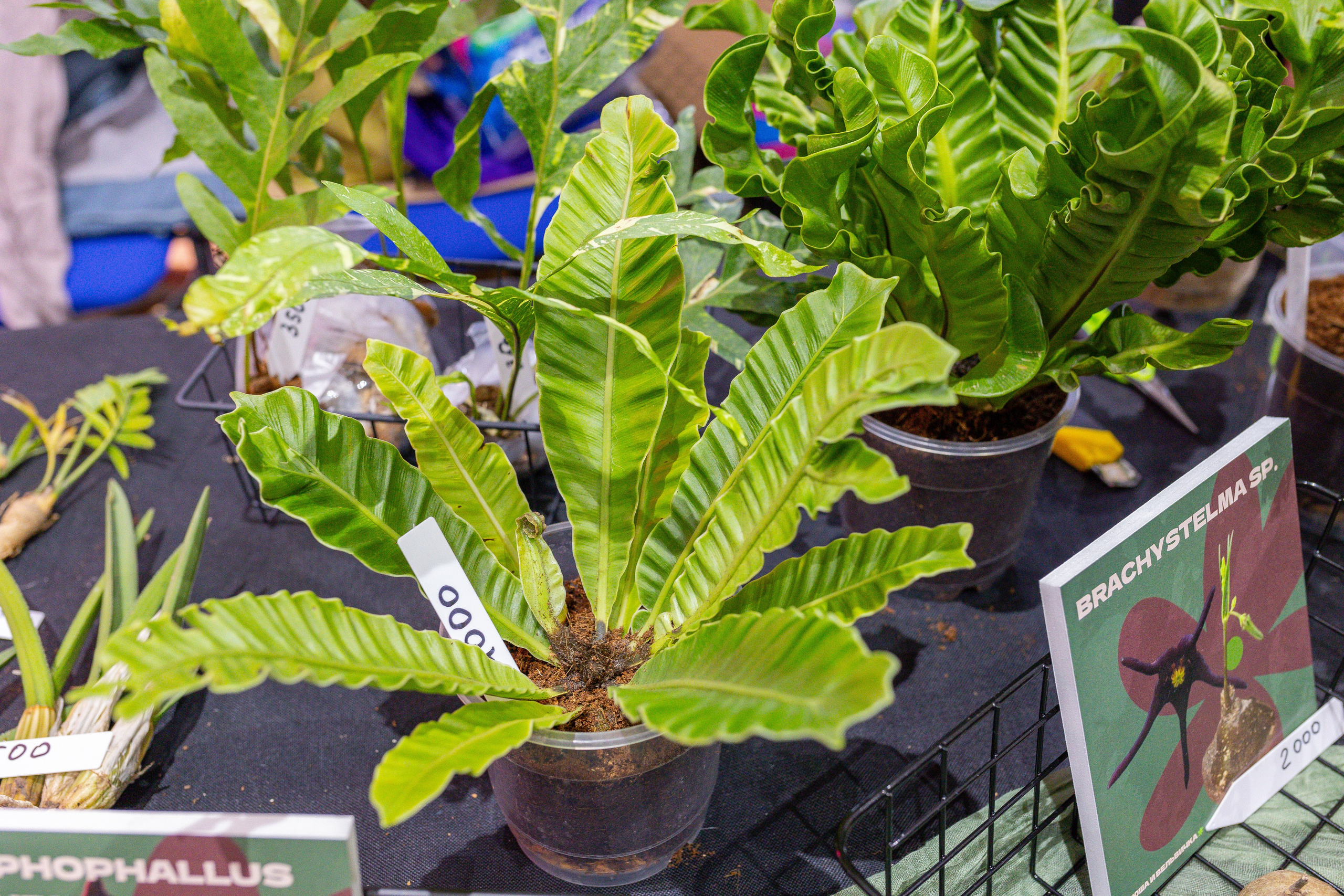 Монстериум 11–12 октября. Александра Куликова фотограф, Москва