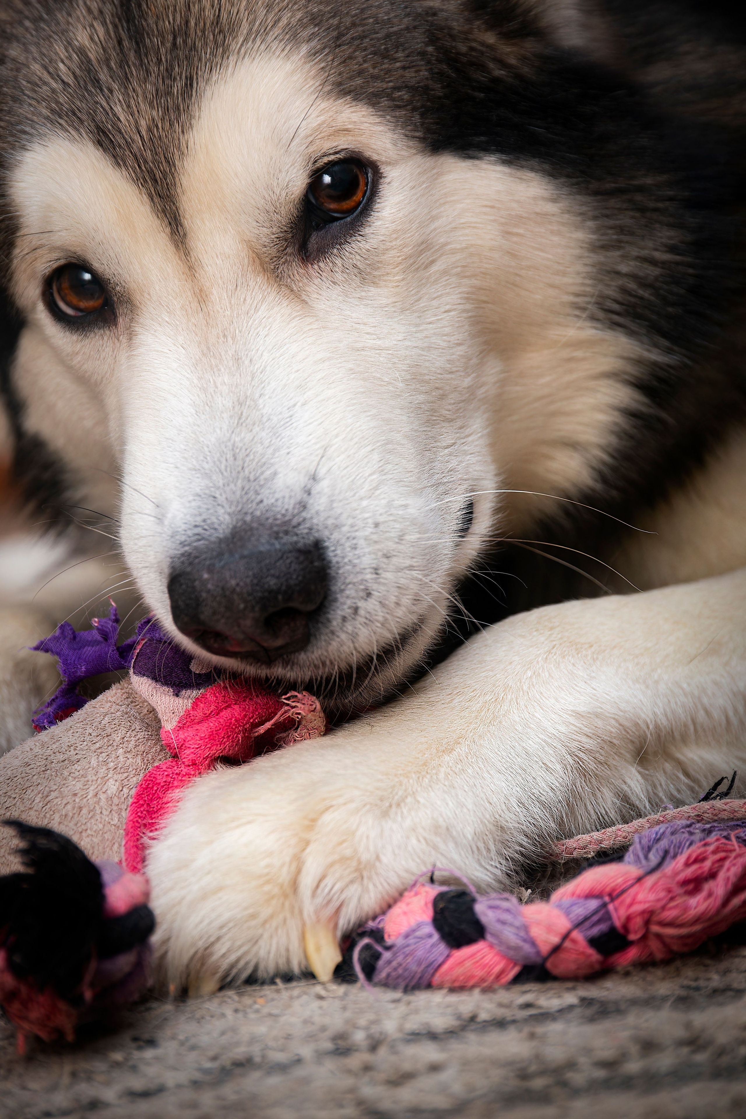 Мои маламуты.Ярик. Лев Постнов.Фотограф. Нижний Новгород