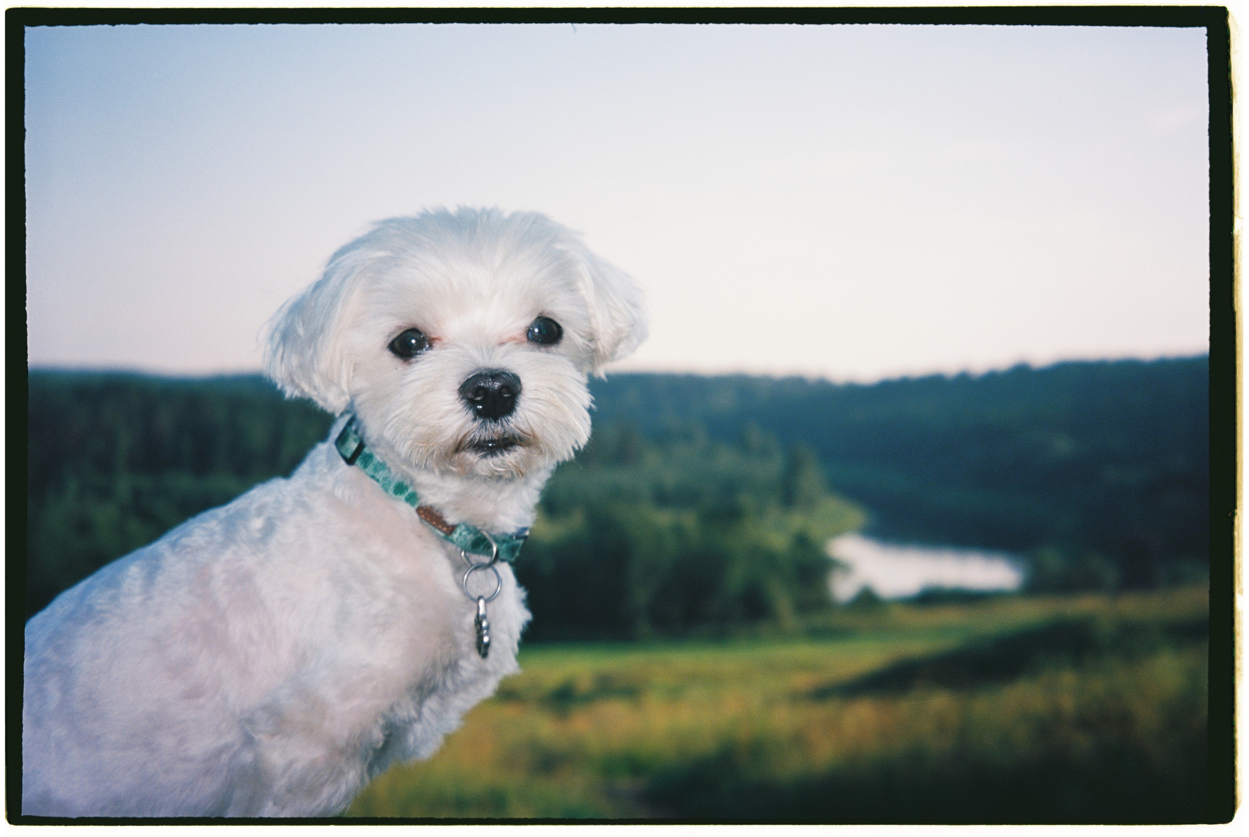 Film chronicle. Kosky ilya