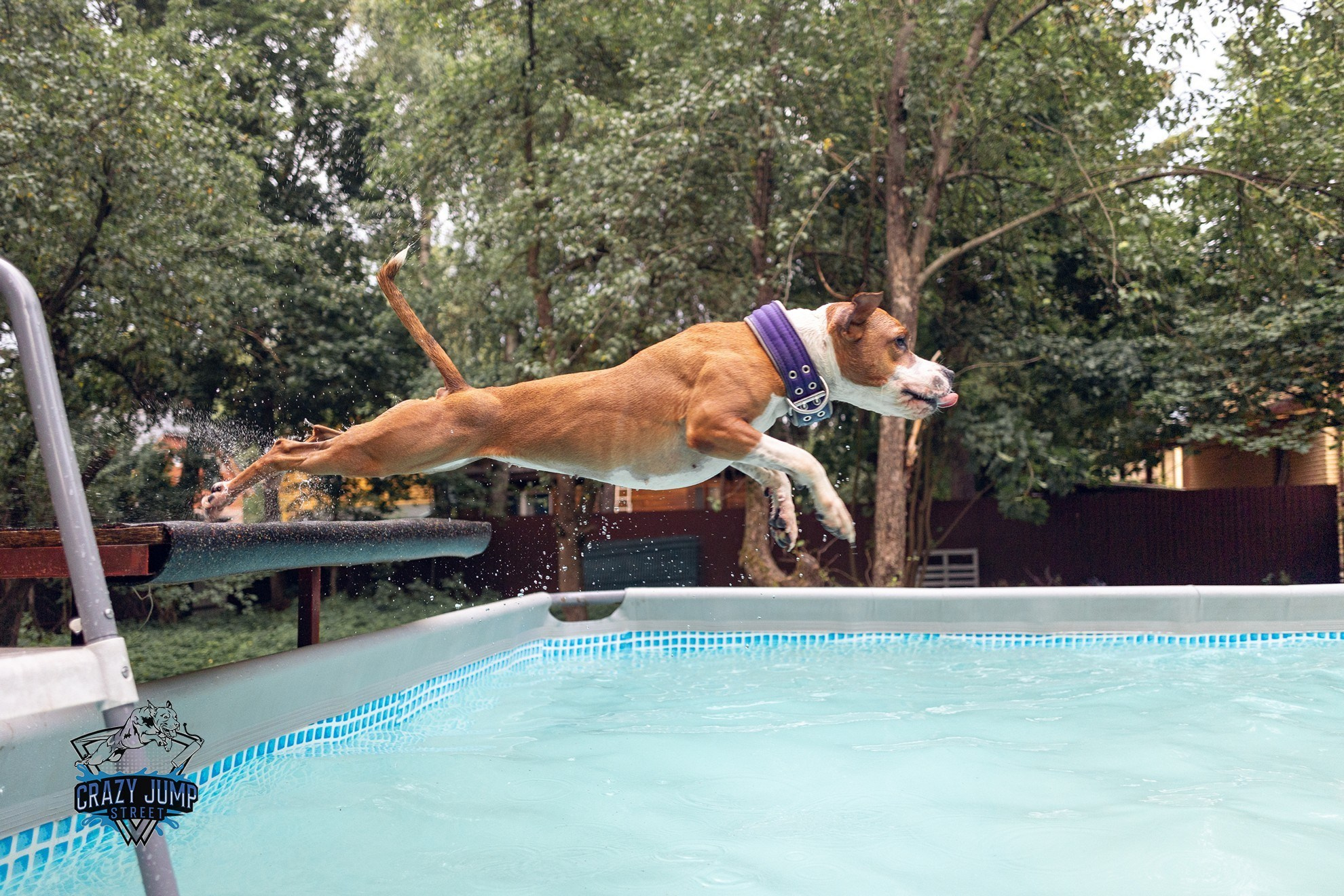 Собаки, спорт, Док дайвинг. Свадебный и репортажный фотограф в Москве и Московской области