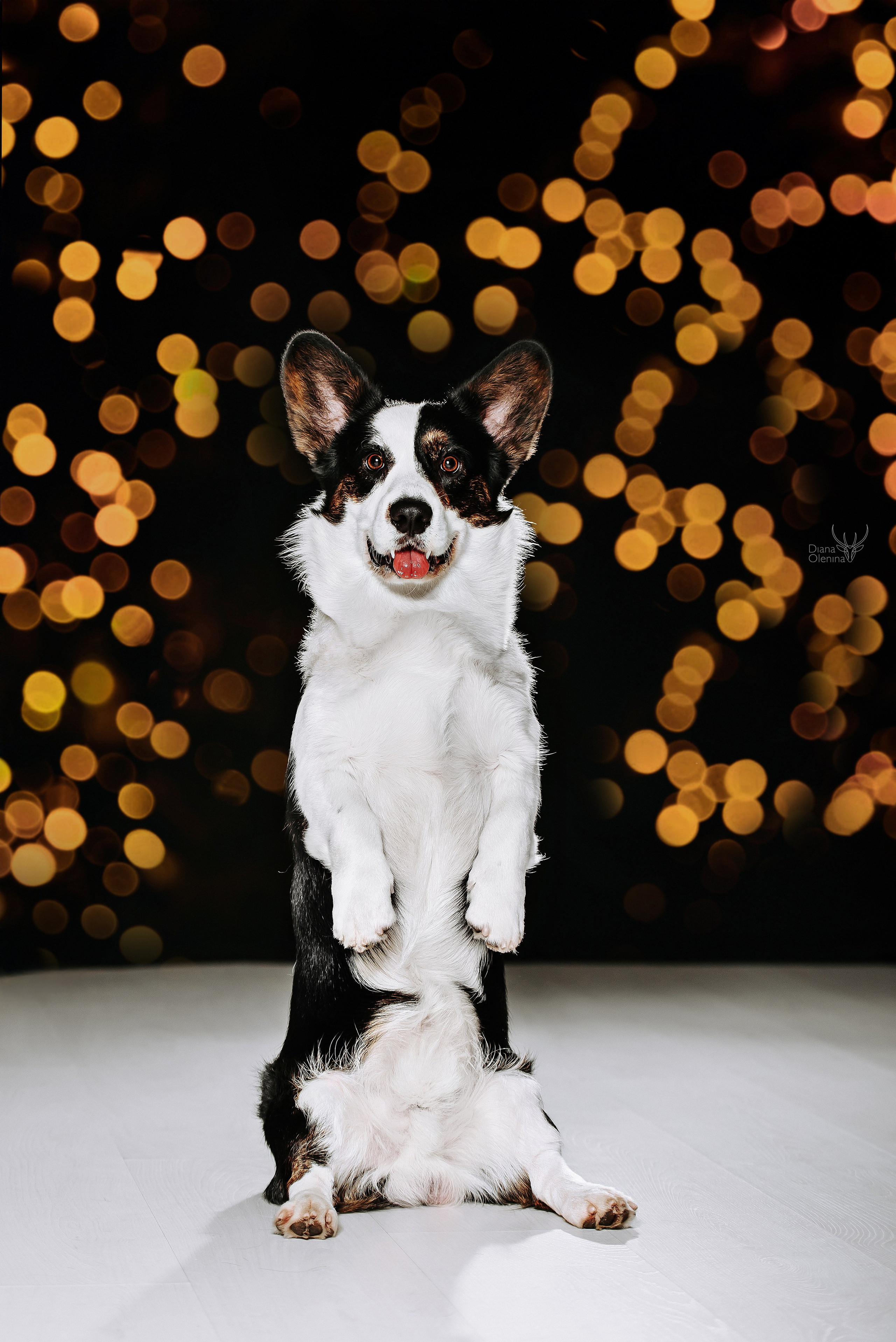 Собаки фоны. Фотограф Диана Оленина Красноярск / Братск