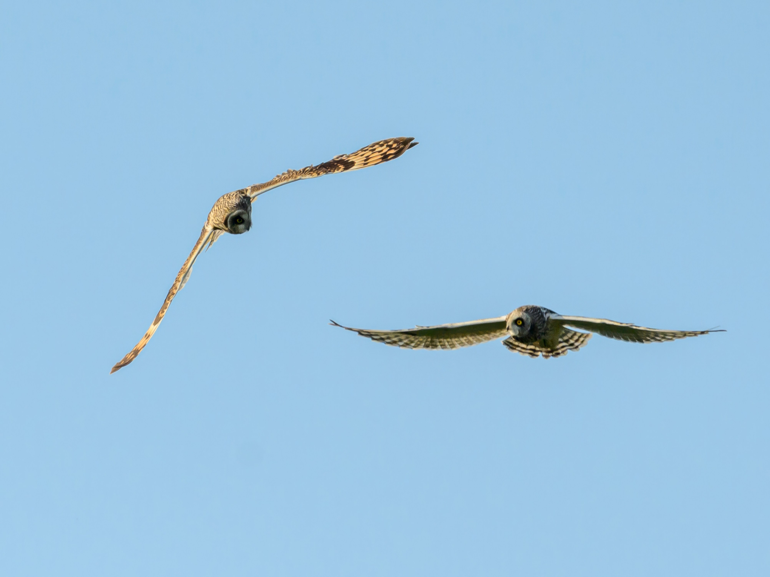 Совы играют в догонялки. Wildlife photography by Sergey Puponin