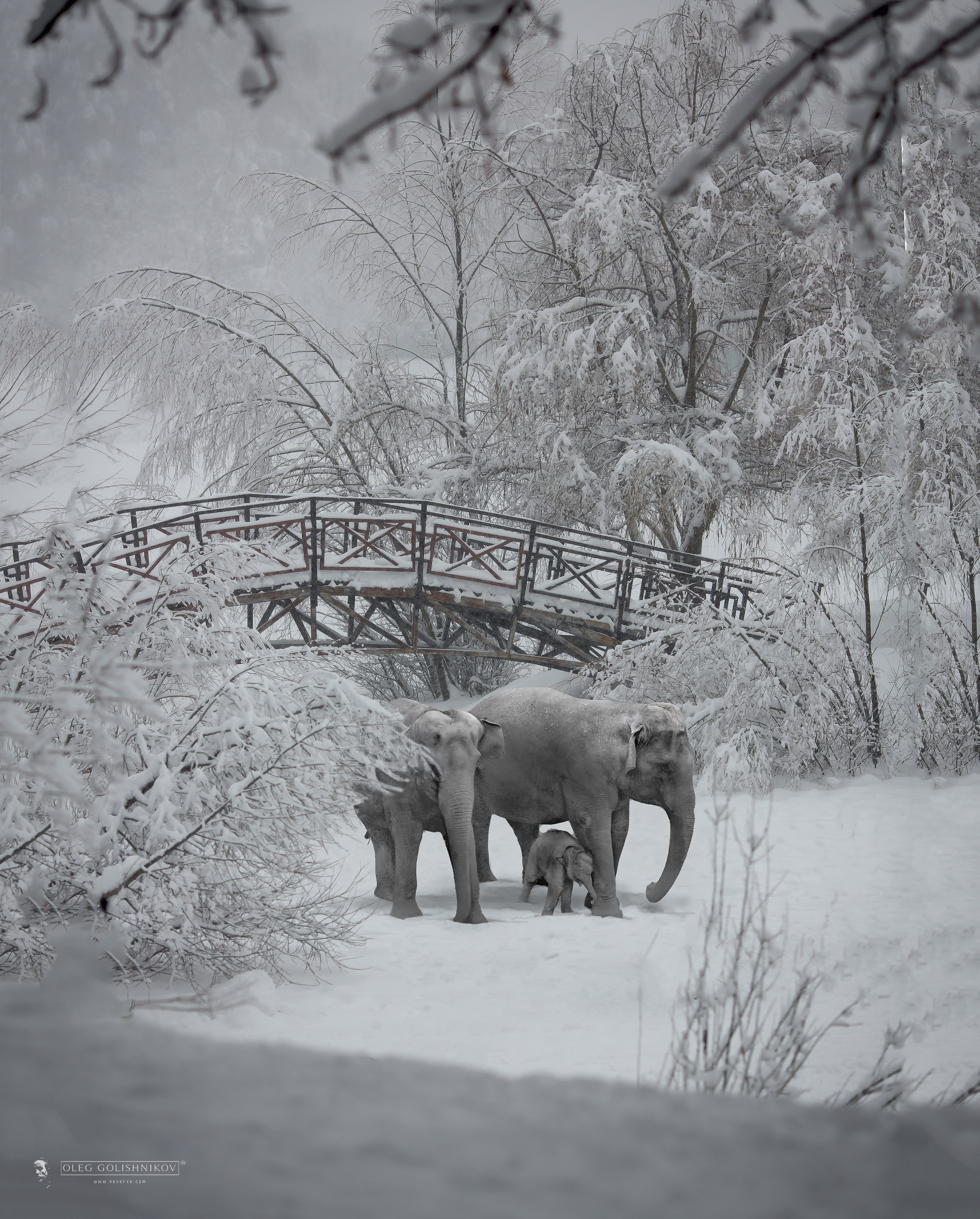 Арт-фотограф, фото художник в Москве Олег Голишников. Арт-фотограф Олег Голишников. Творческая мастерская