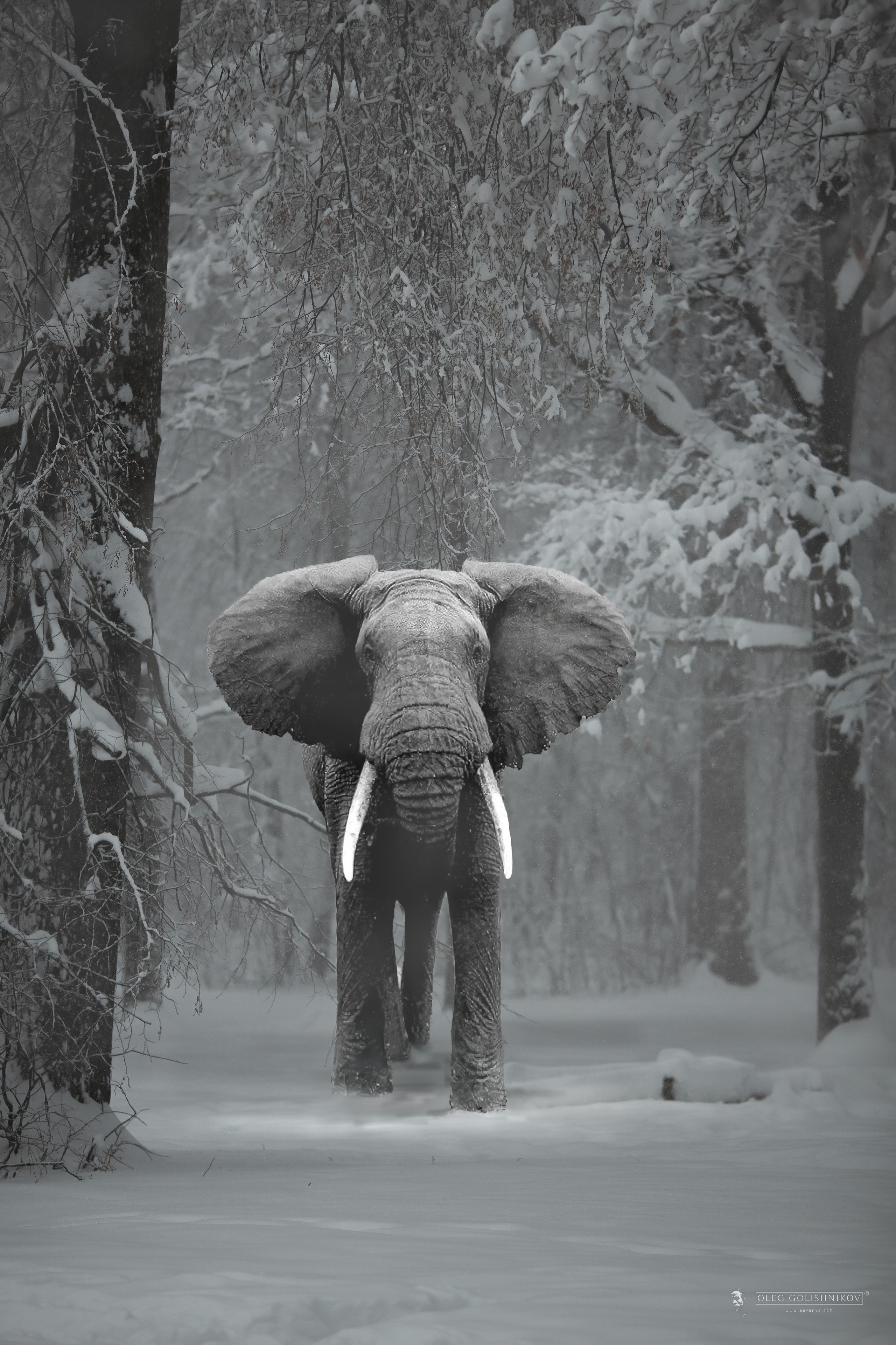 Арт-фотограф, фото художник в Москве Олег Голишников. Арт-фотограф Олег Голишников. Творческая мастерская