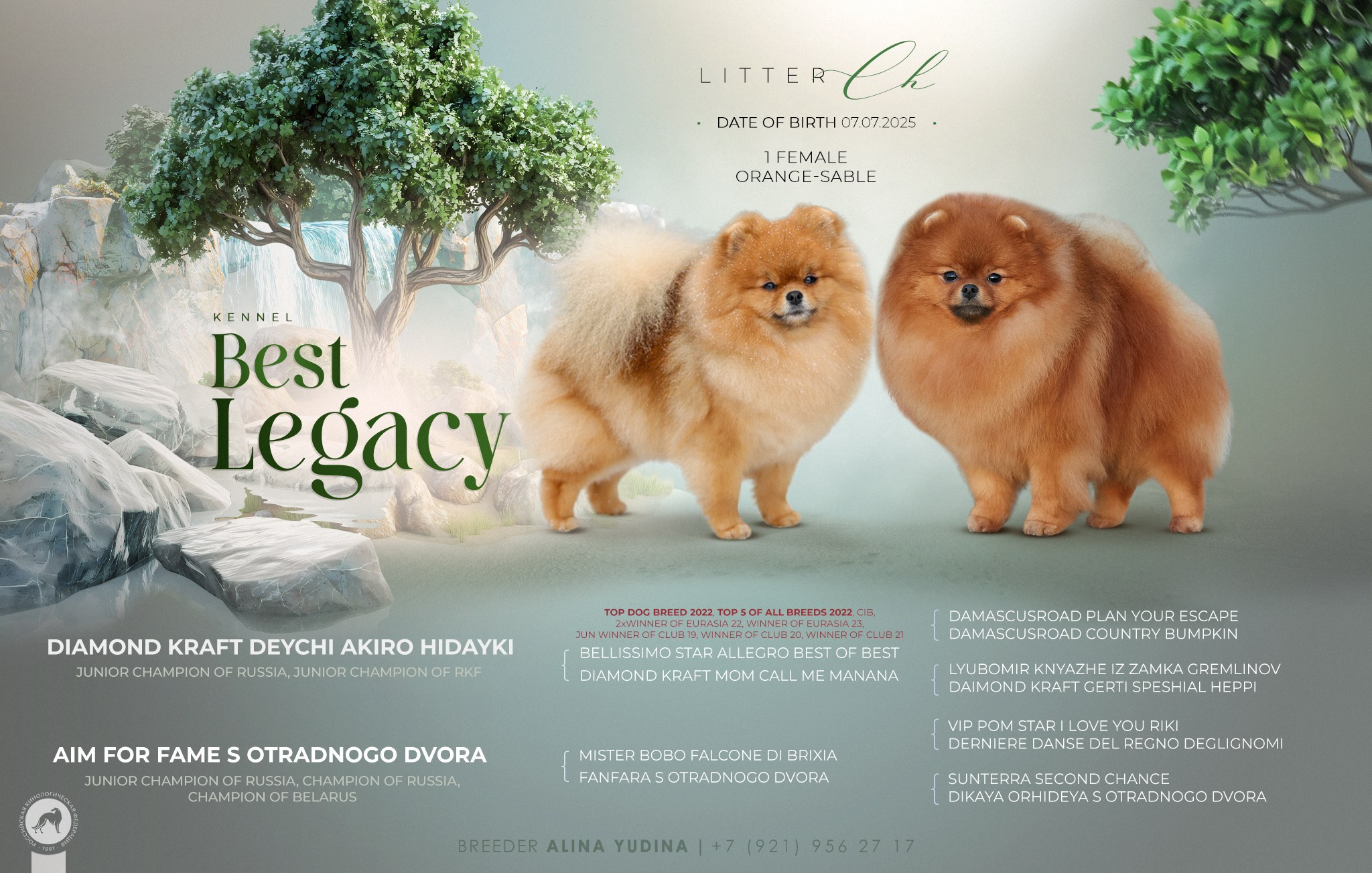 Презентация помета померанского шпица