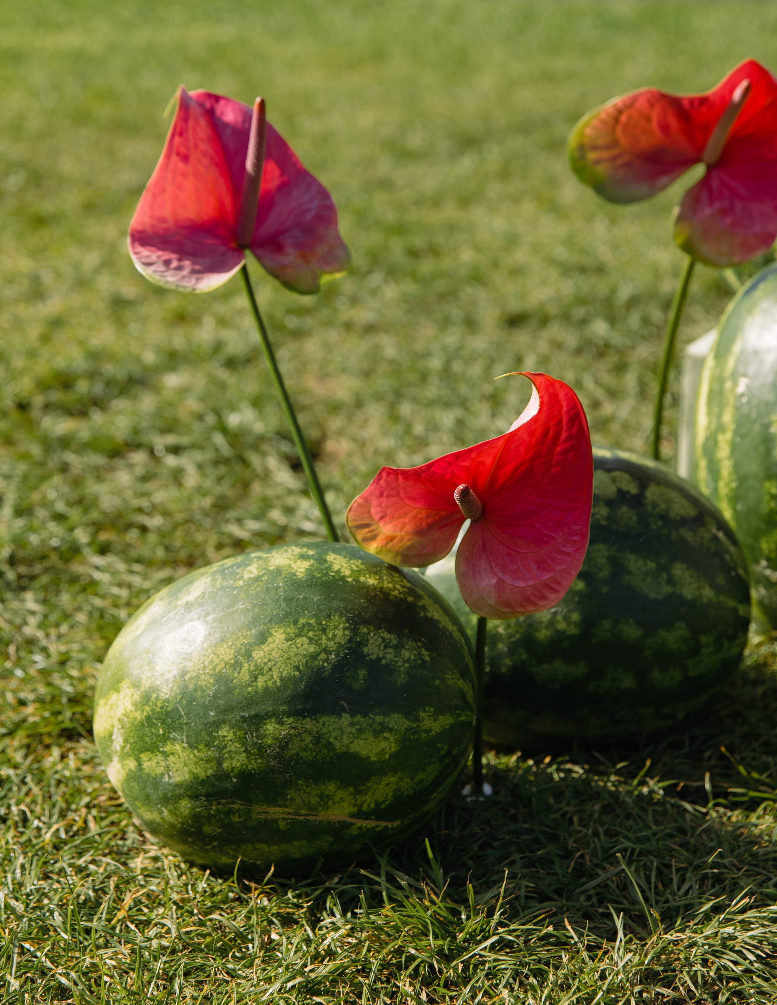 Даниил и Елизавета. Свадебный и портретный фотограф в Москве и Санкт-Петербурге