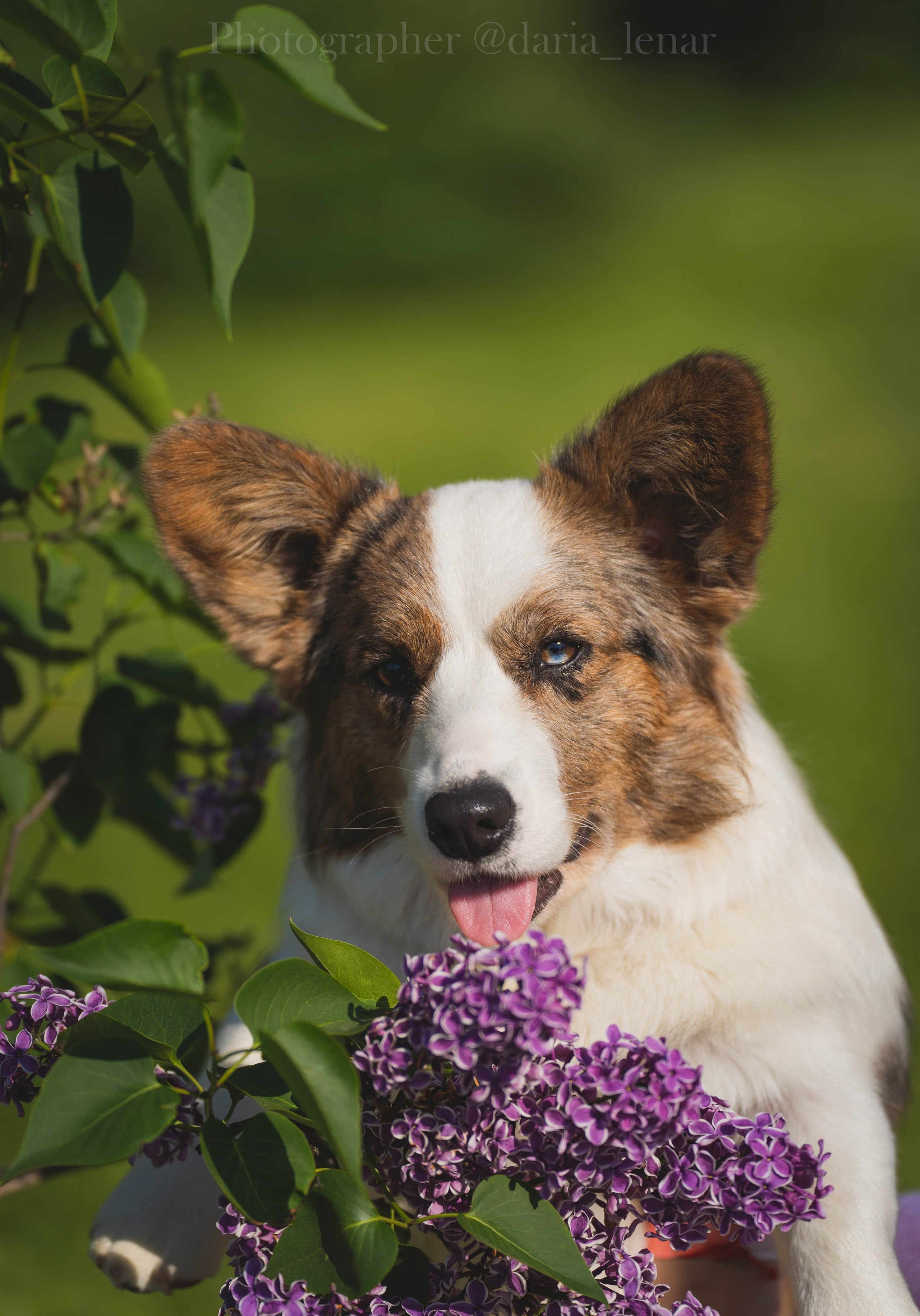 Выставки собак. Фотограф в Москве Ленарская Дарья