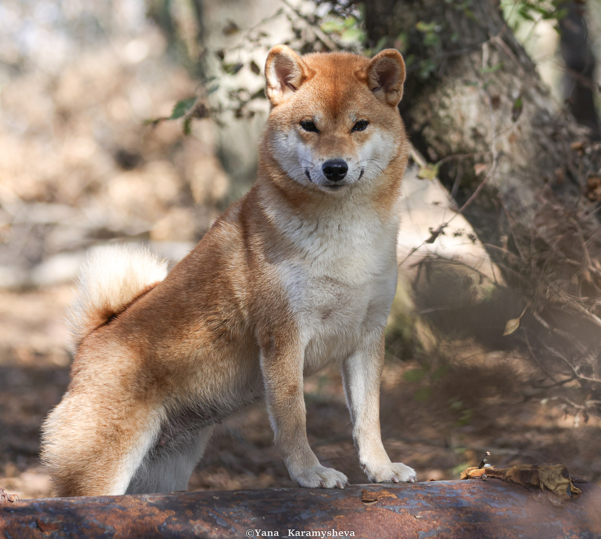 Экстерьерная, ринговая. Yana Karamysheva Animal Photo