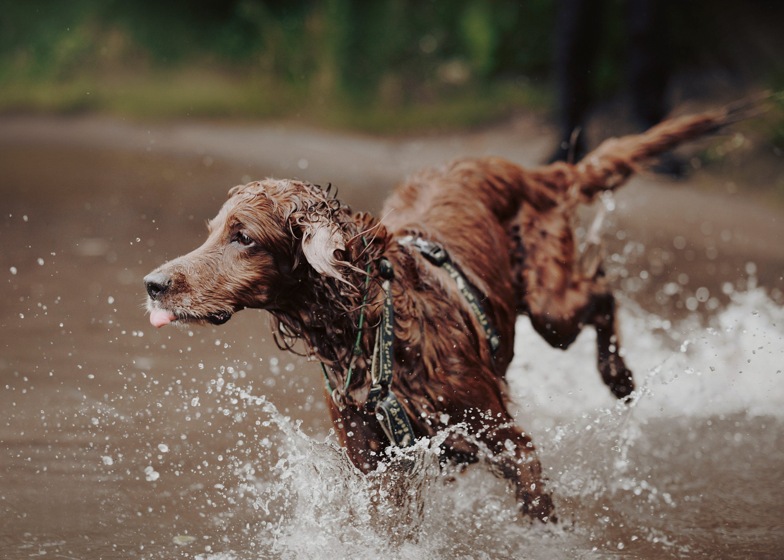 Рейн. Фотограф- анималист Александра Матвеева