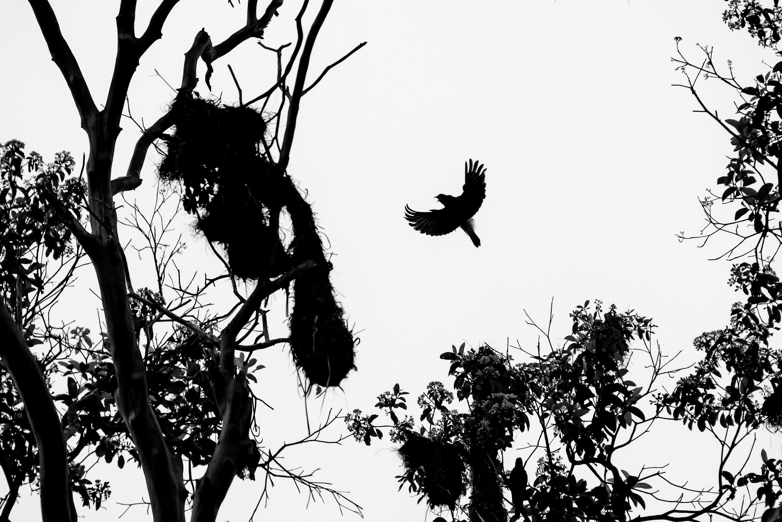 Джунгли Амазонки