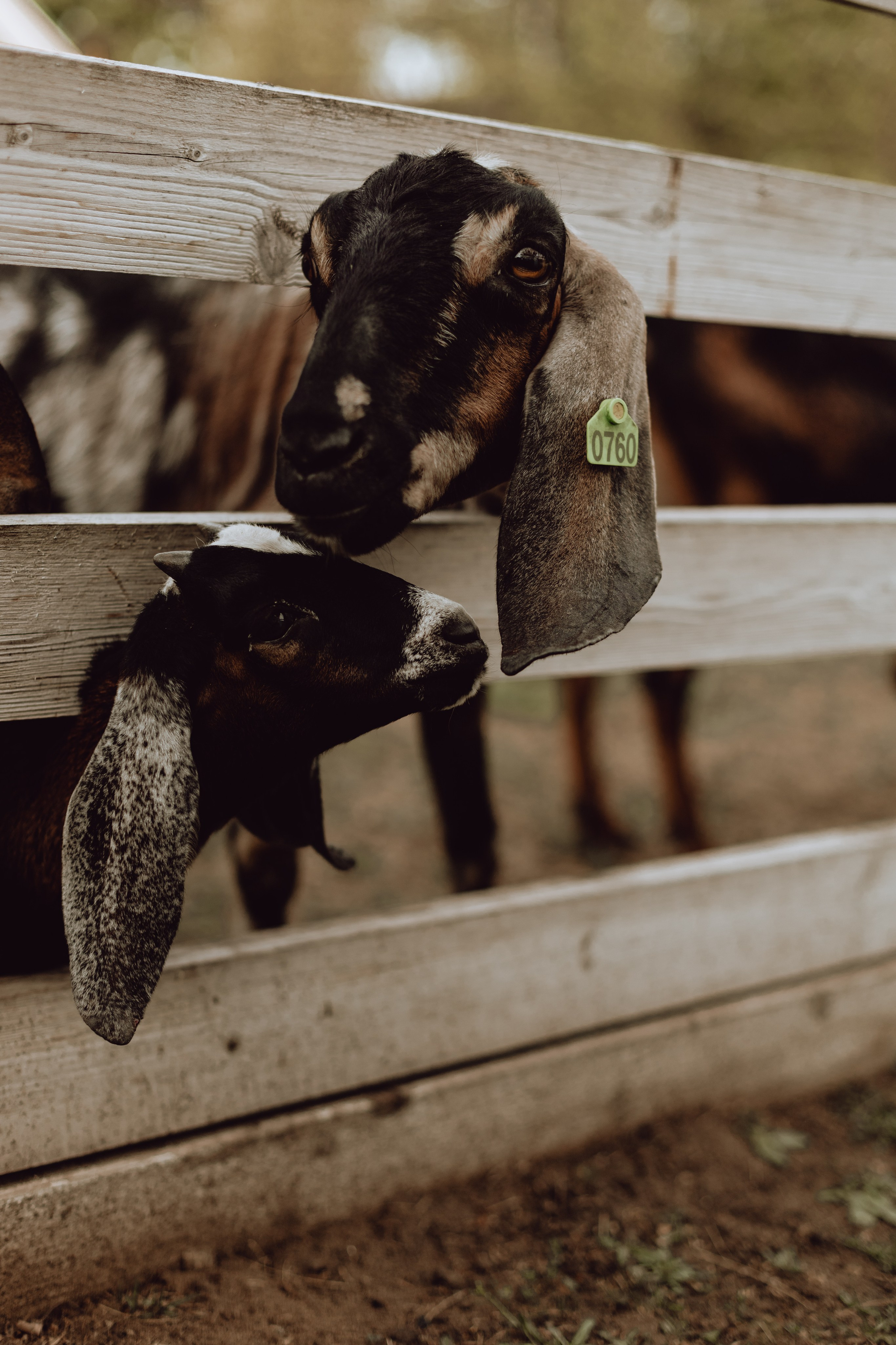 Наташа. Главная