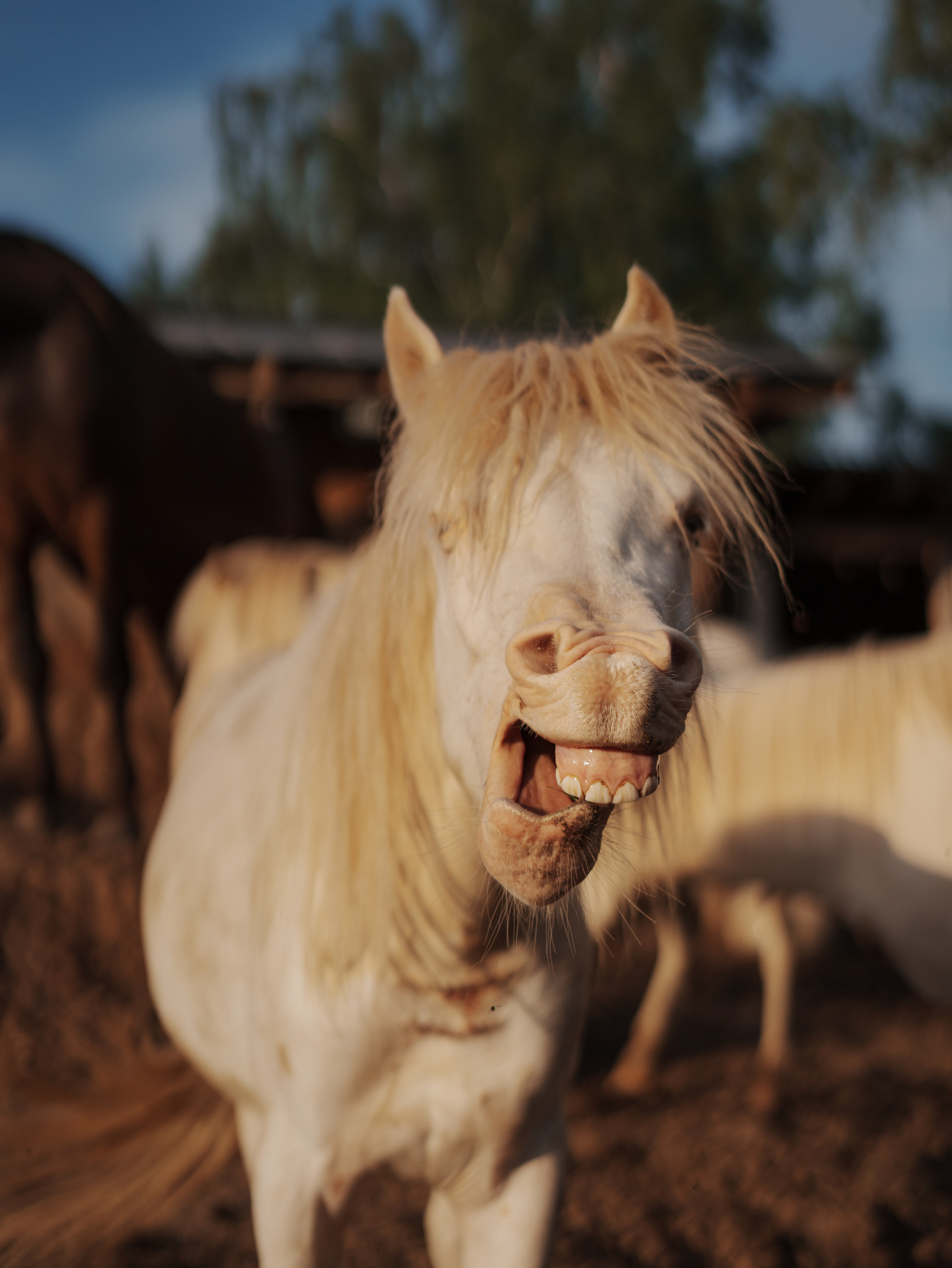 Марина. Семейный фотограф Клубкова Мария. Поместье Клу