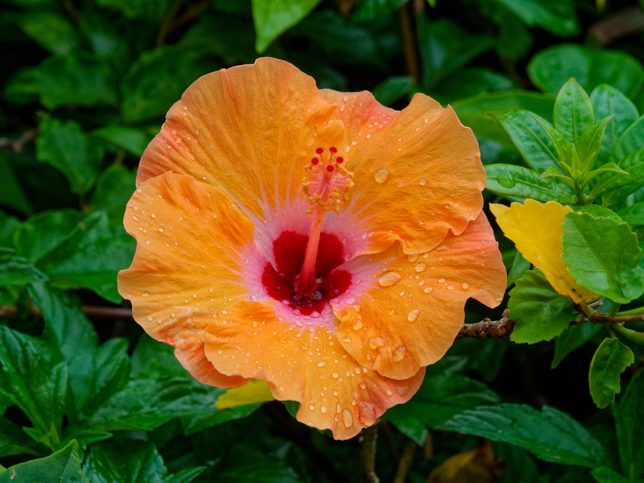 Нячанг 2025 (4). Избранные фотографии