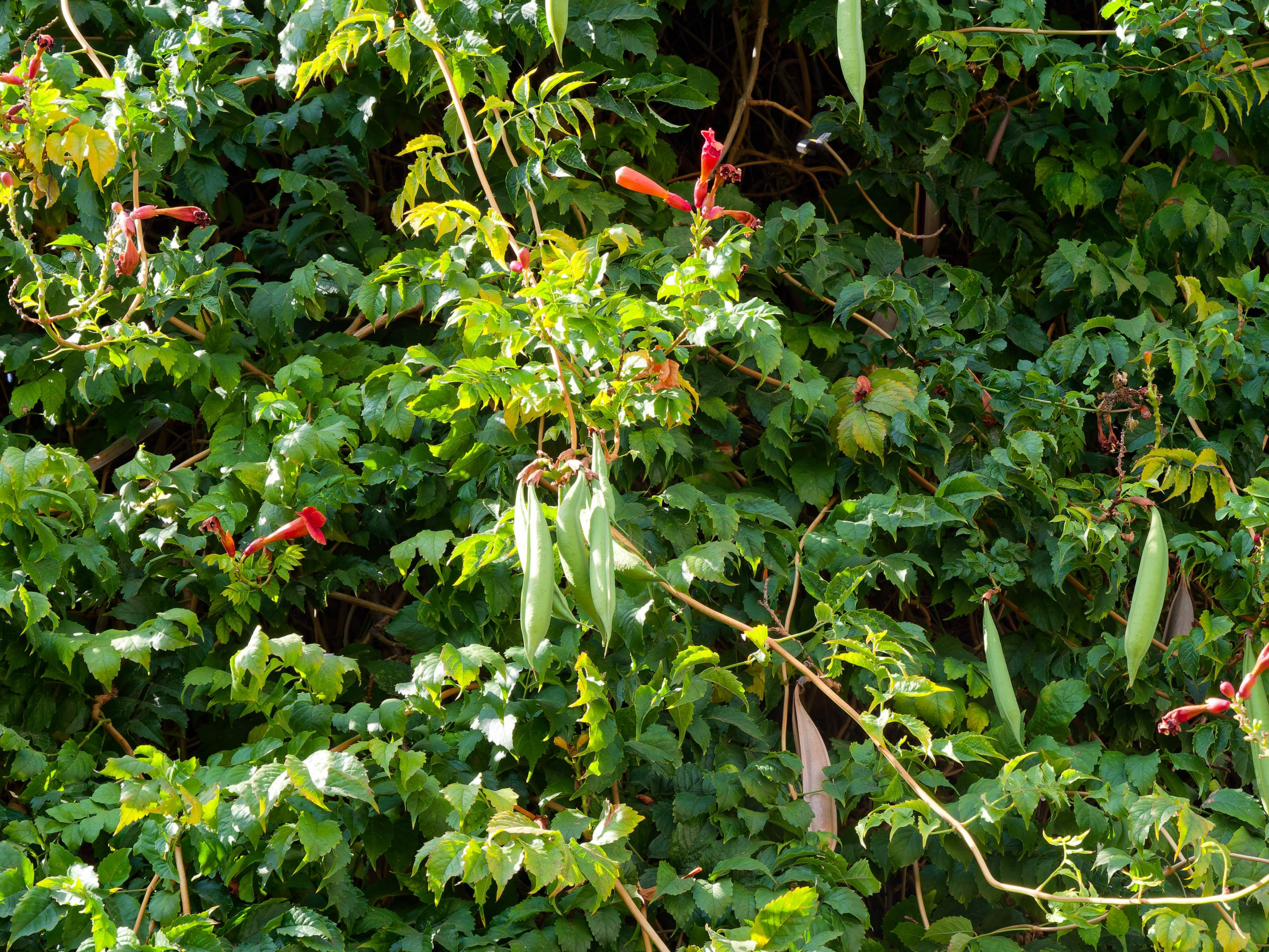 Алания 2025, город, стрит-фото. Избранные фотографии