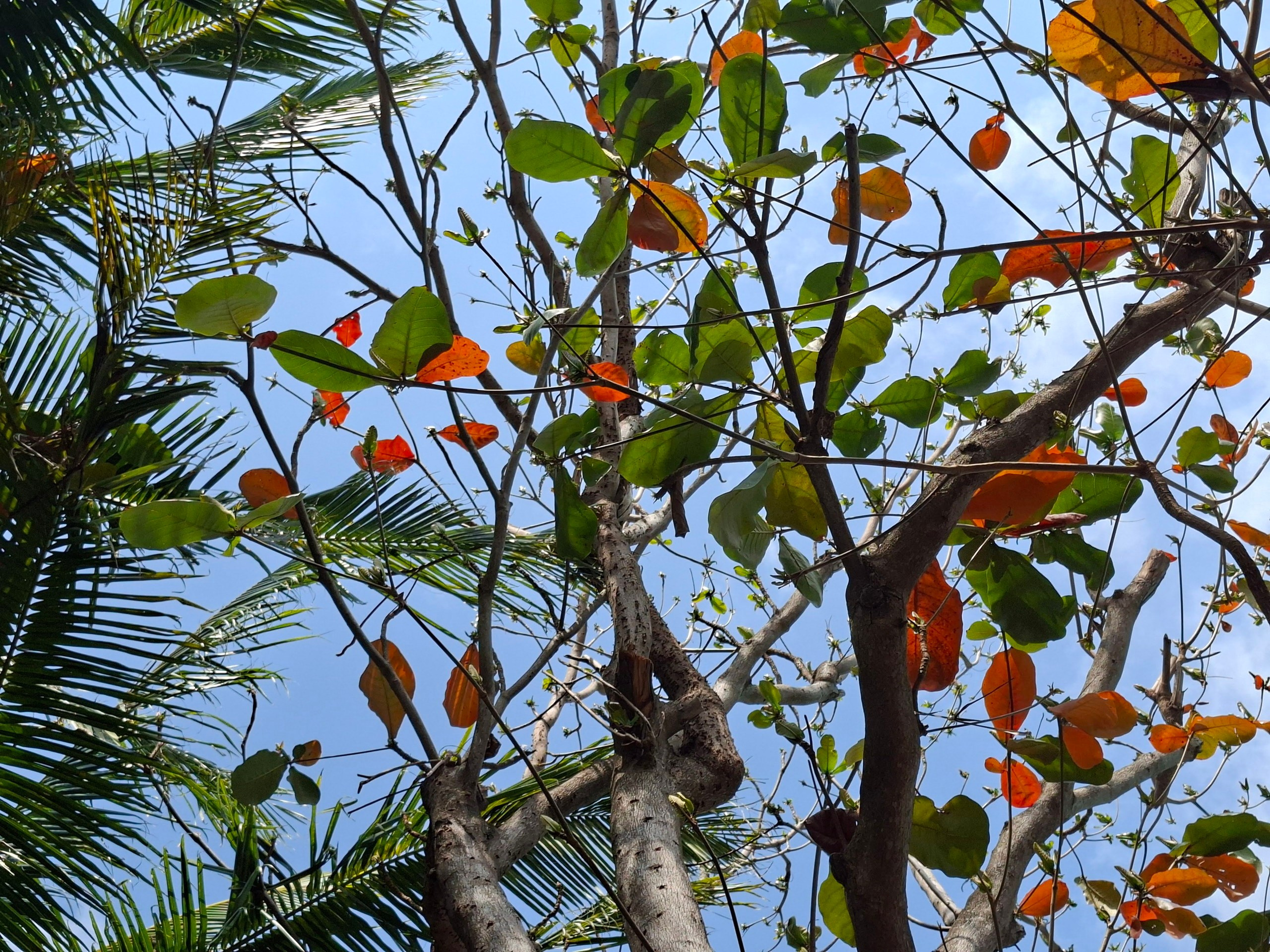 Хайнань 2026, флора, цветы и деревья. Фотопрогулки по Миру