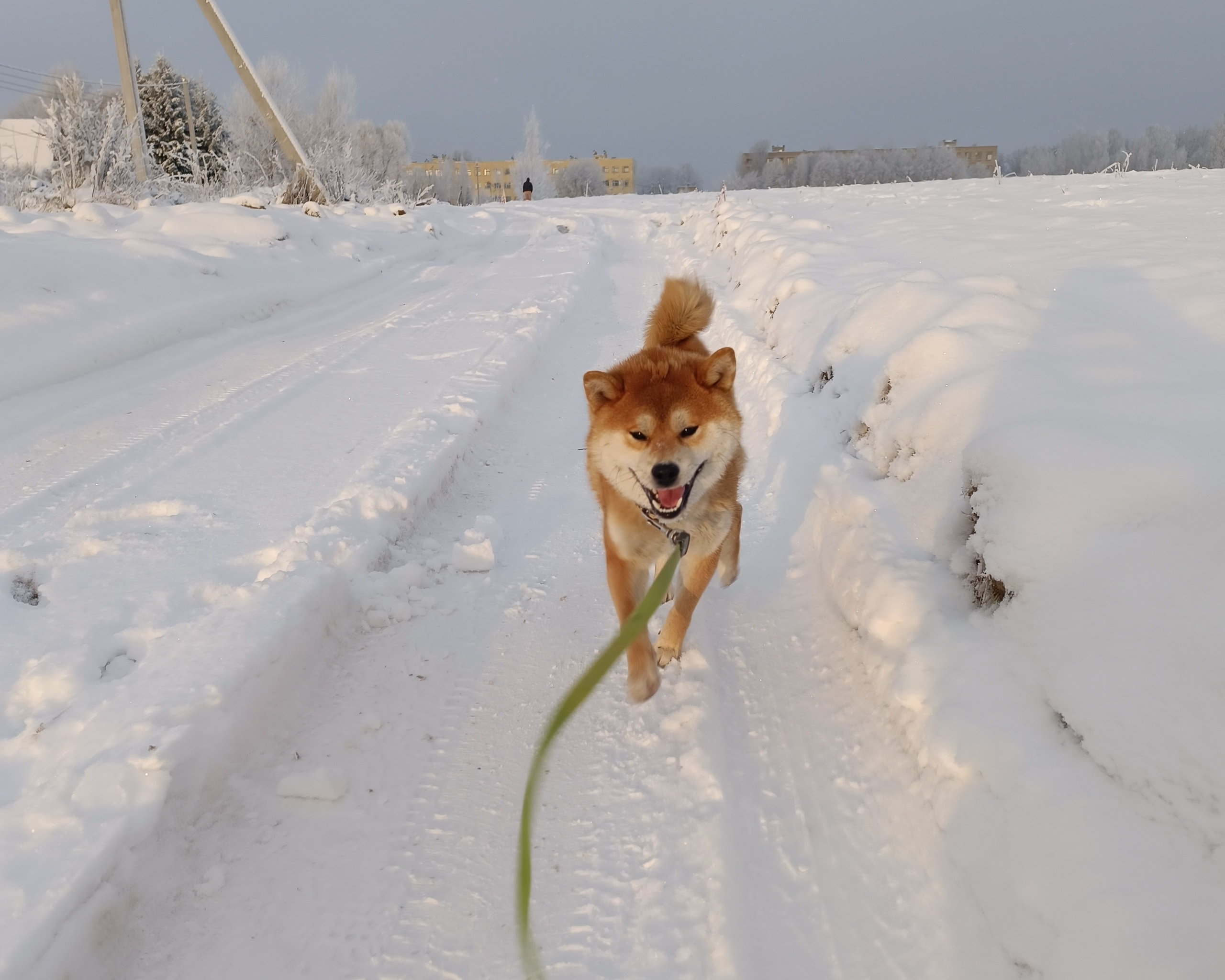 Сиба    Ганжи * Yuzhyy Solnechnyy Pes Ganji  Кобель сиба питомник Рубилайт