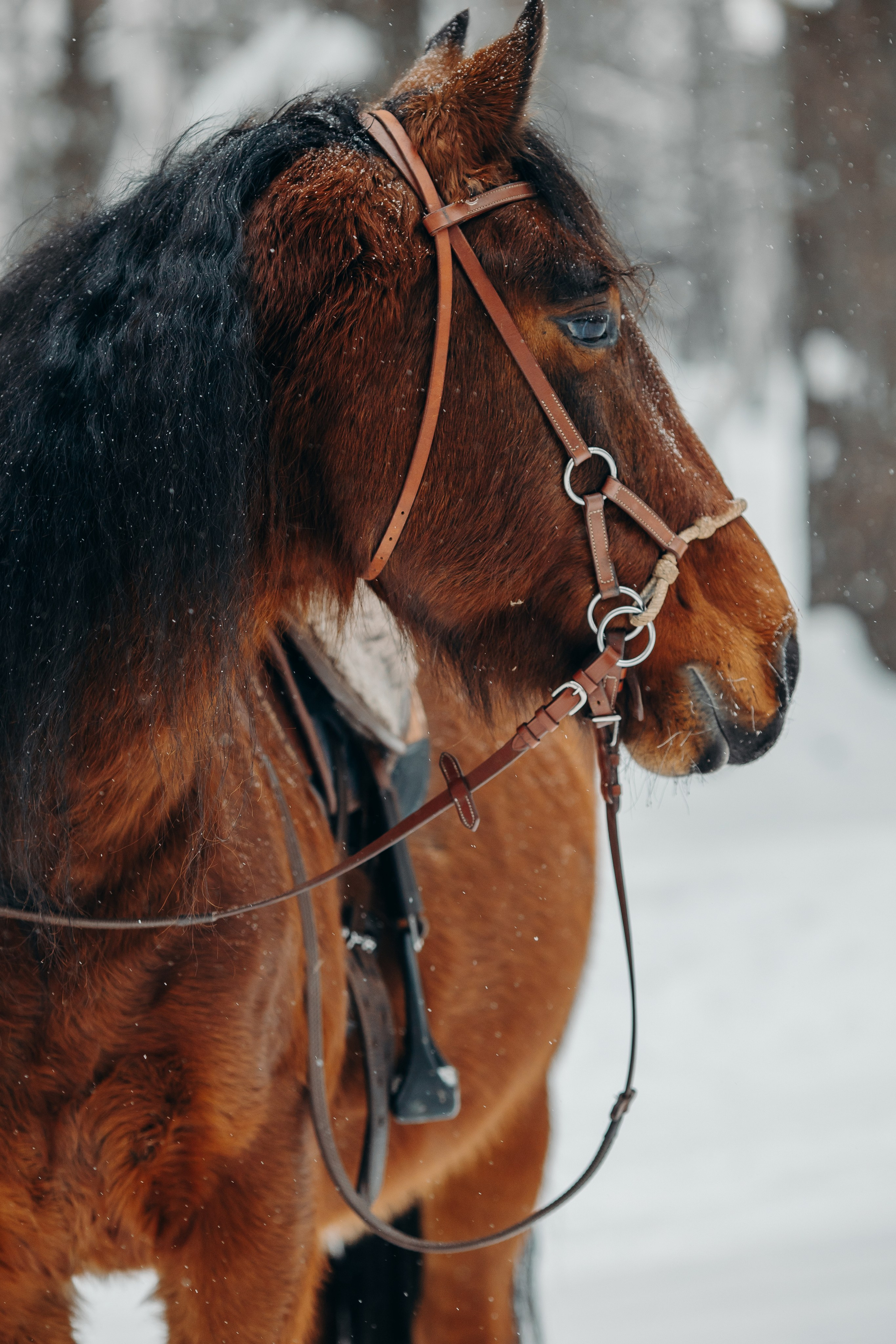 Тоша и баранки. Анна Молчанова конный фотограф в Тюмени | фотосессии с лошадьми Тюмень