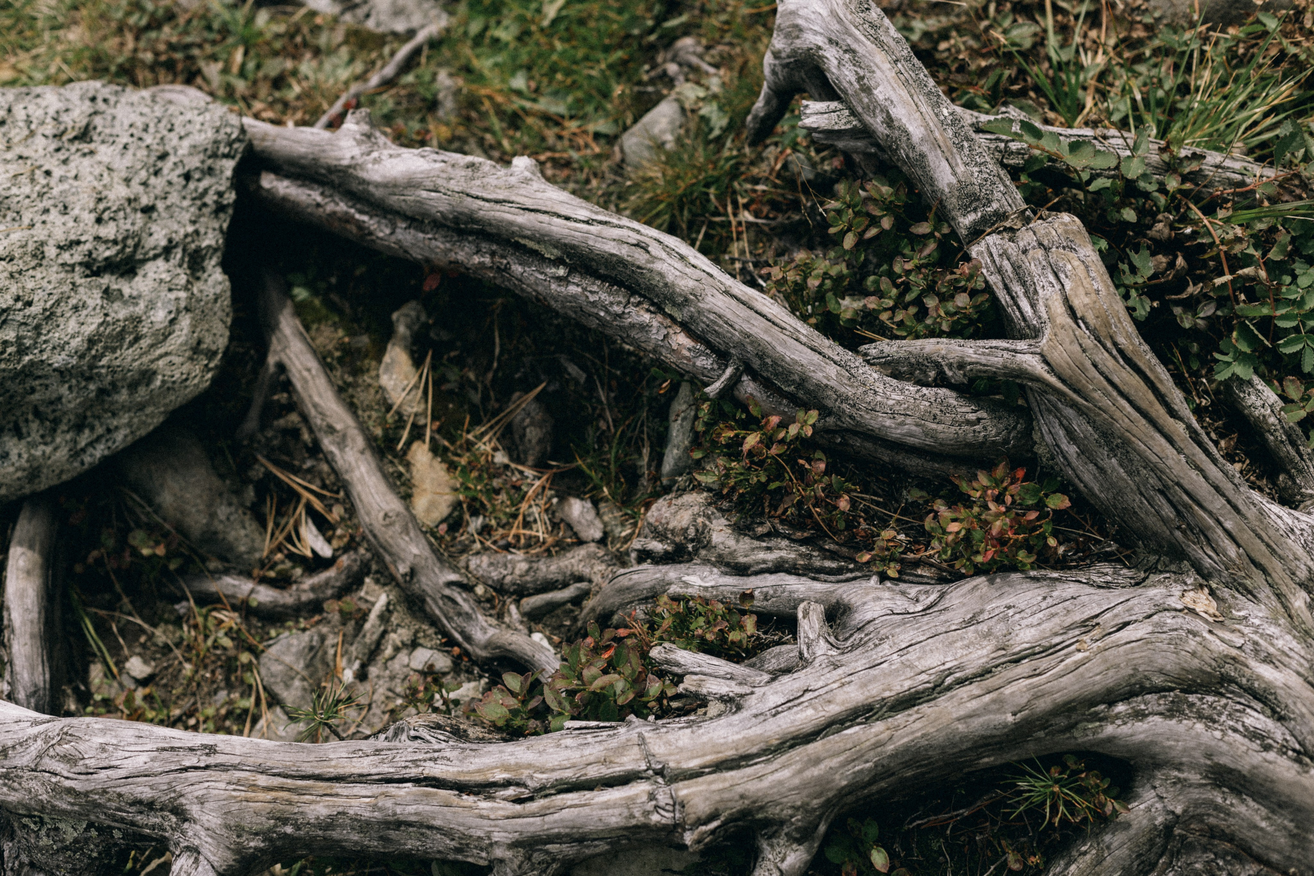 Алтай, природа и эстетика. Александр Чернин. Семейный и событийный фотограф