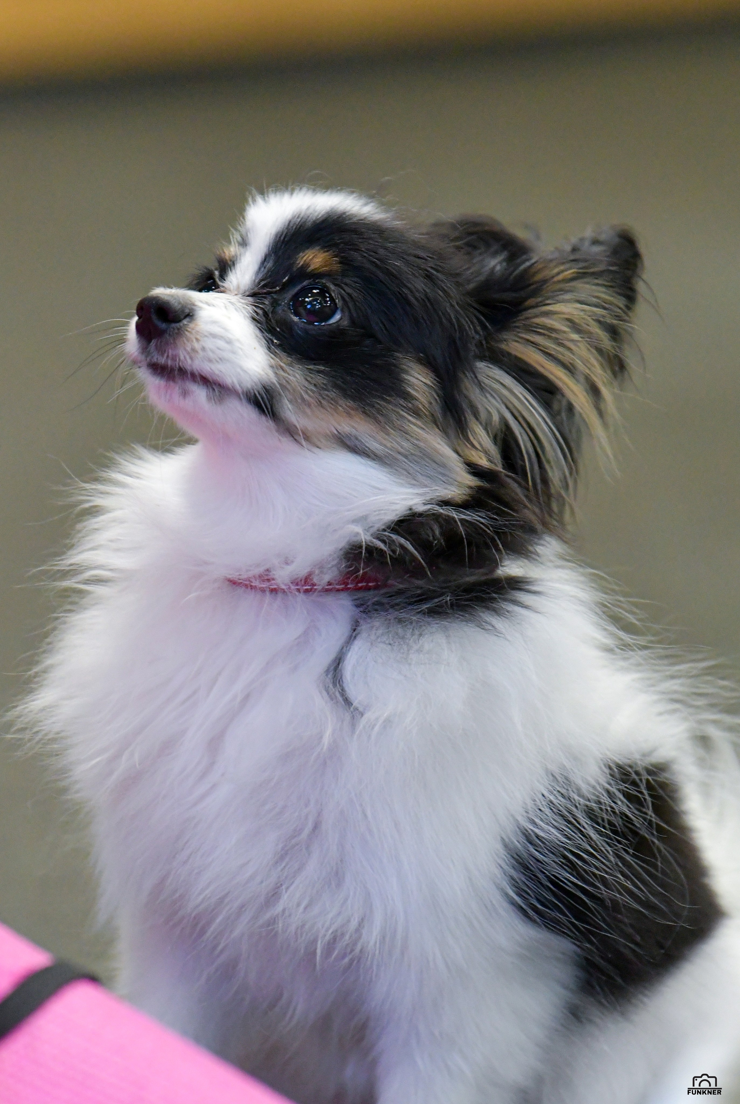 Кинологический клуб «Бодрый хвост». Свой взгляд через объектив