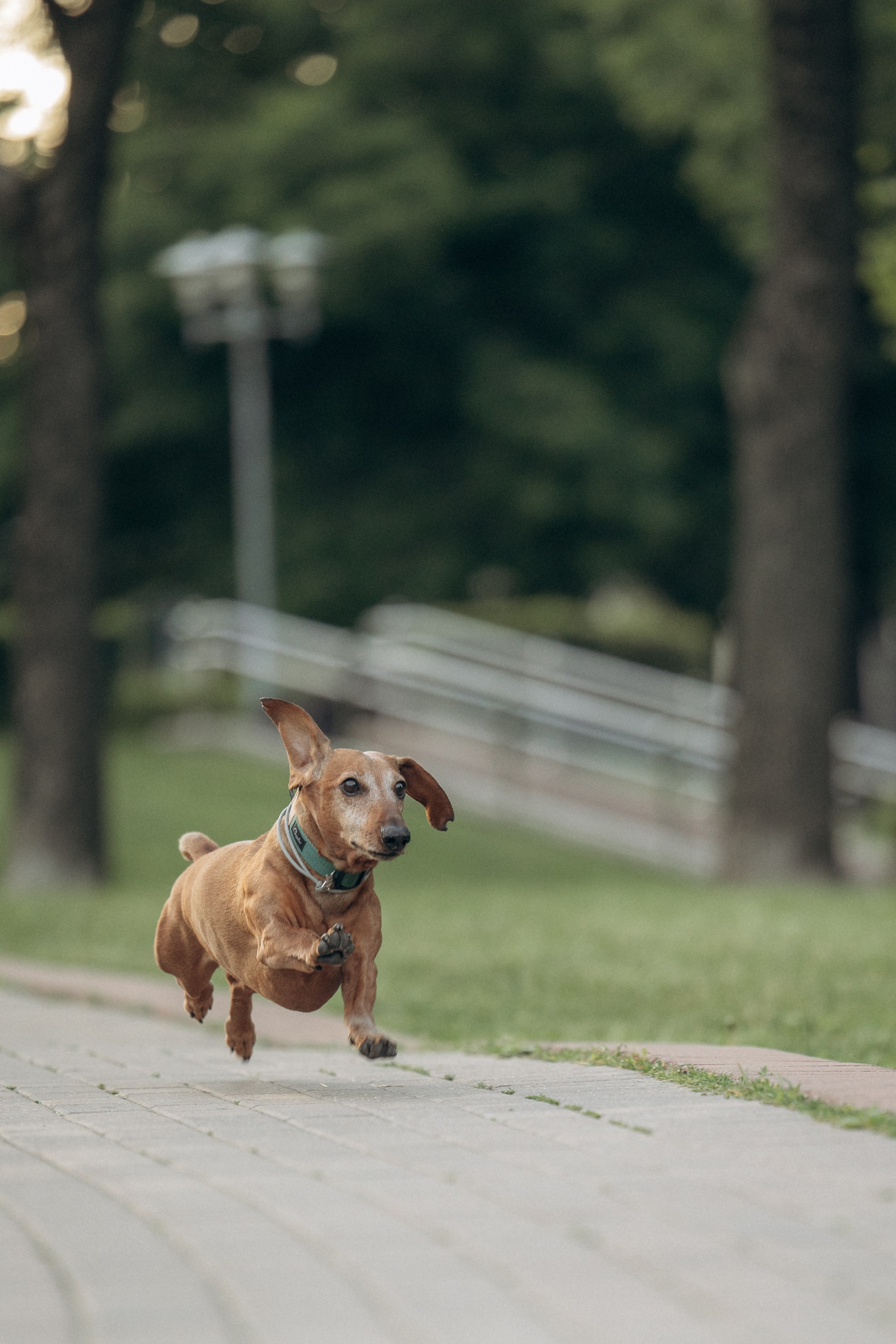 Минск. Алина и Сэм. Фотограф анималист в Казани Алина Сулейманова. Фотограф животных