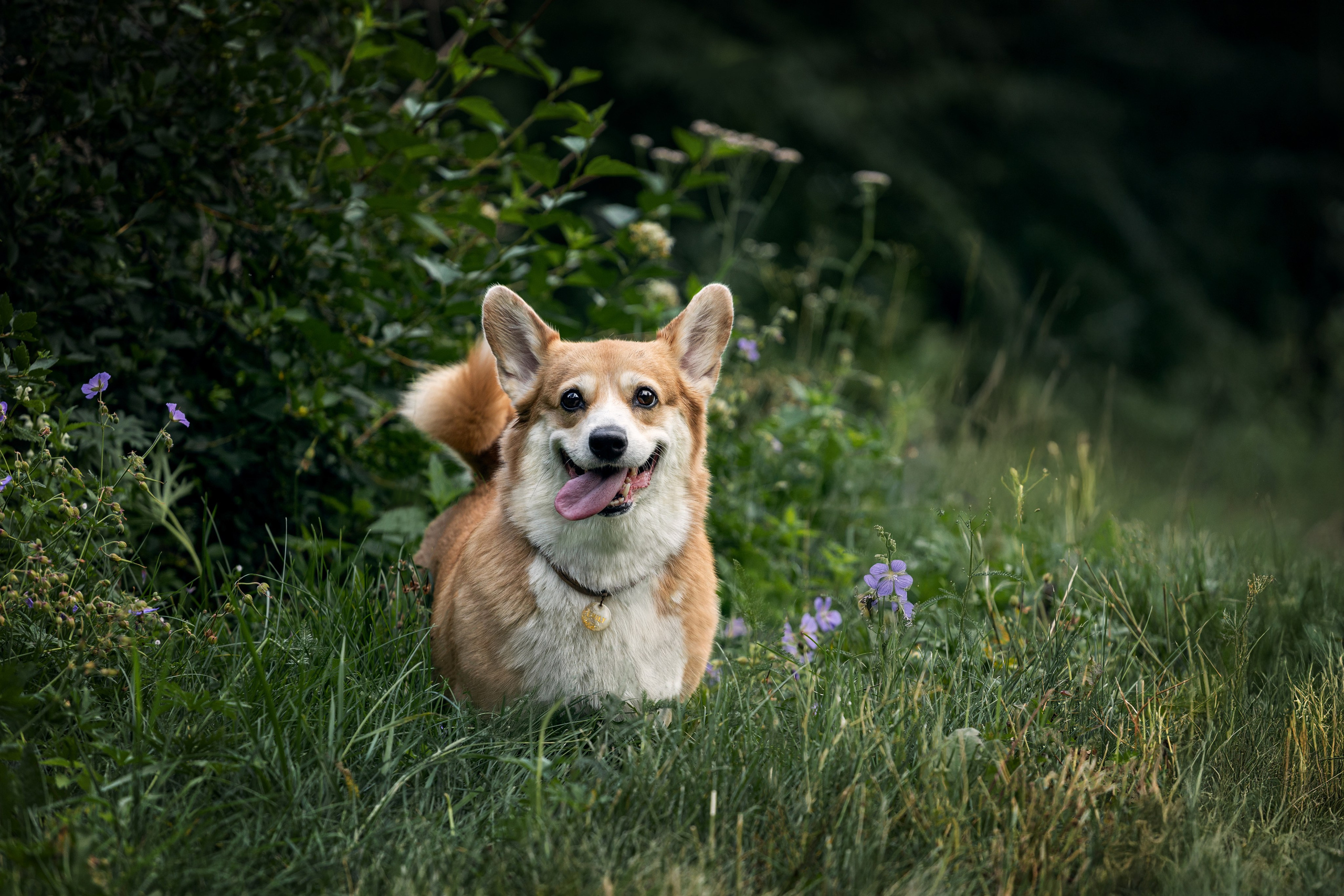 Фотограф-анималист|Иркутск